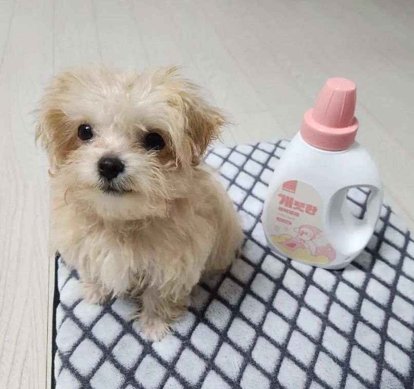 강아지 주방용 세제+세탁세제 SET 반려동물 밥그릇 주방 세정제 설거지 하네스 이불 세탁 - 상세 이미지 5