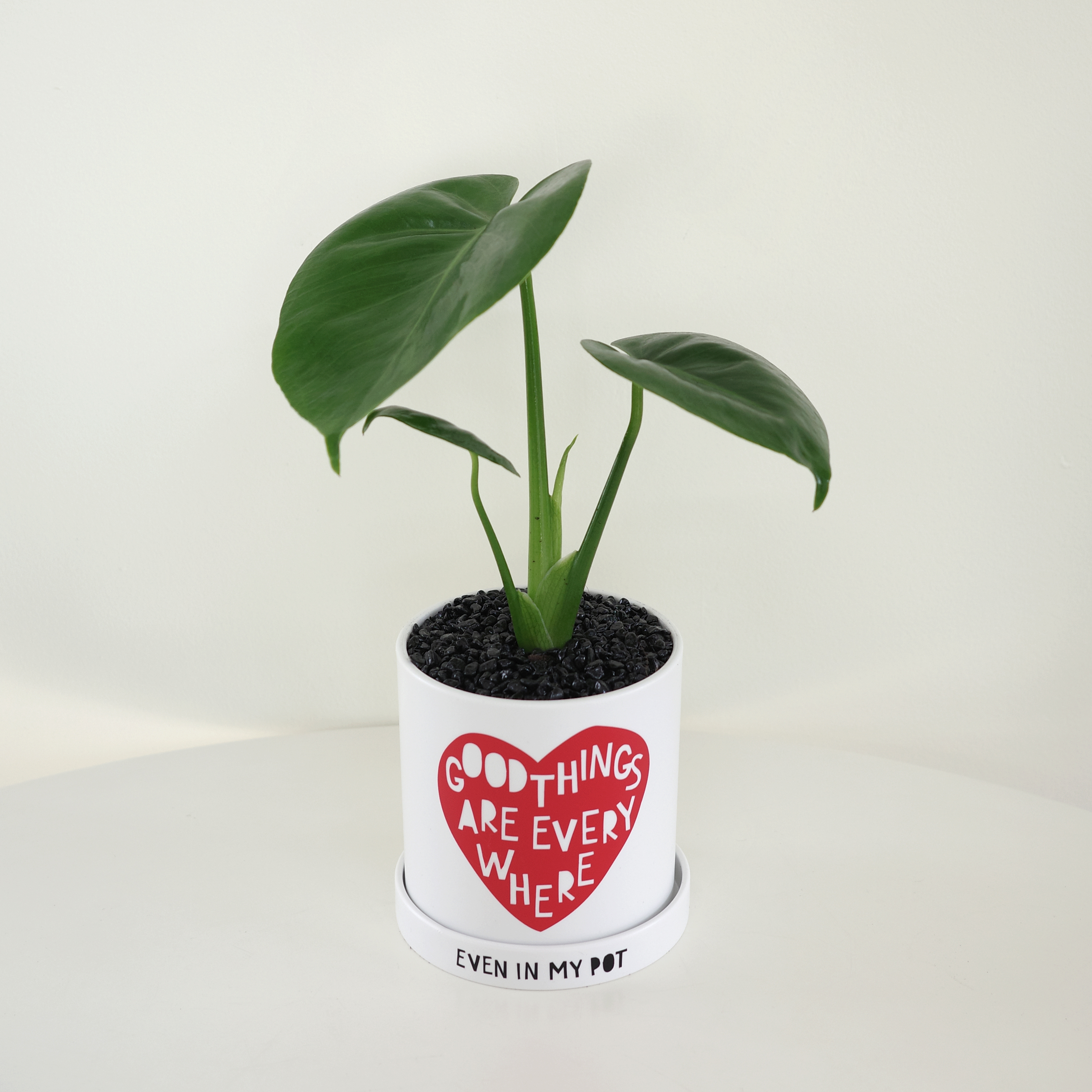 몬스테라 굿하트 - 레터링 팟 (10plants) - 상품 이미지