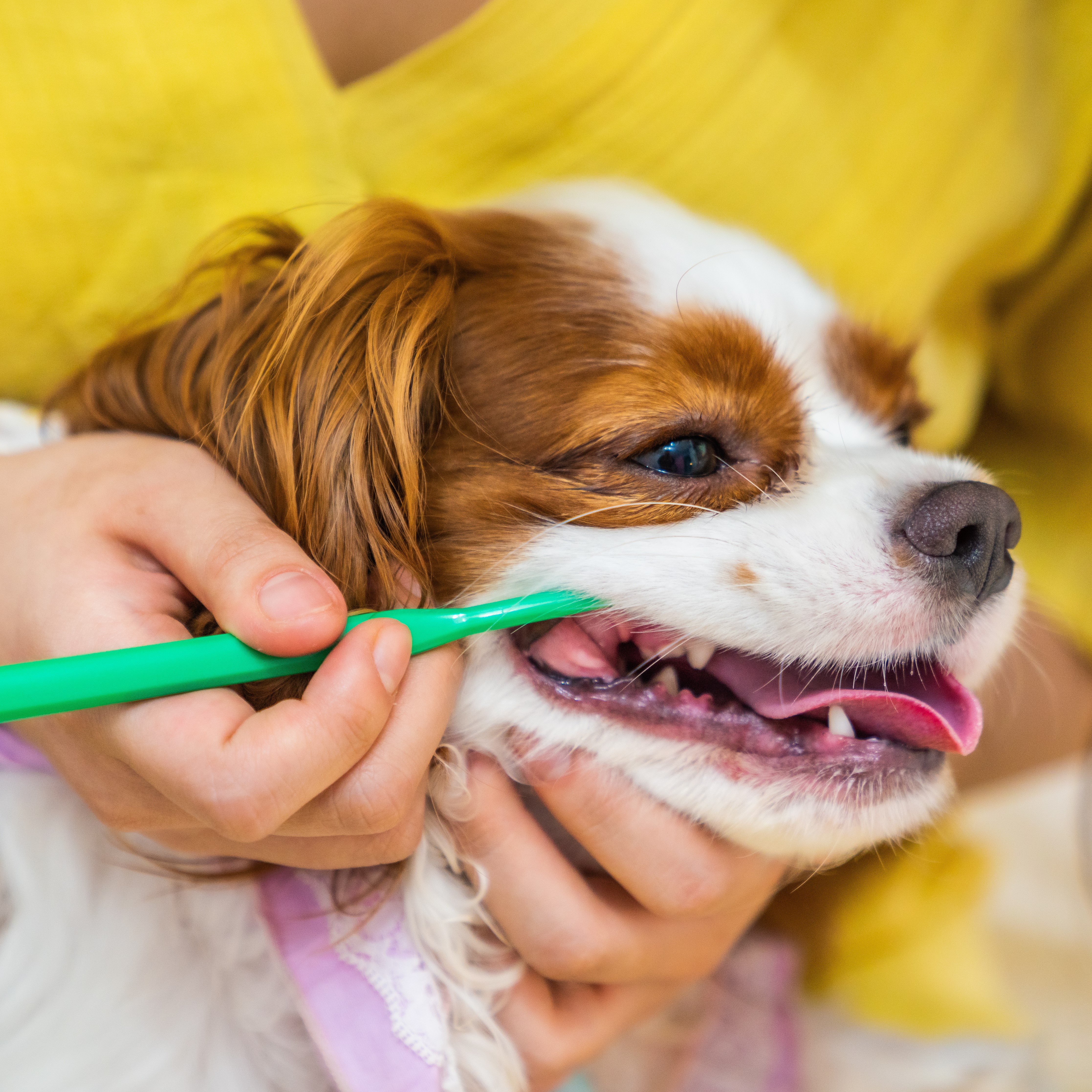 플라고 칫솔 2종 강아지 고양이 치석제거 1개입