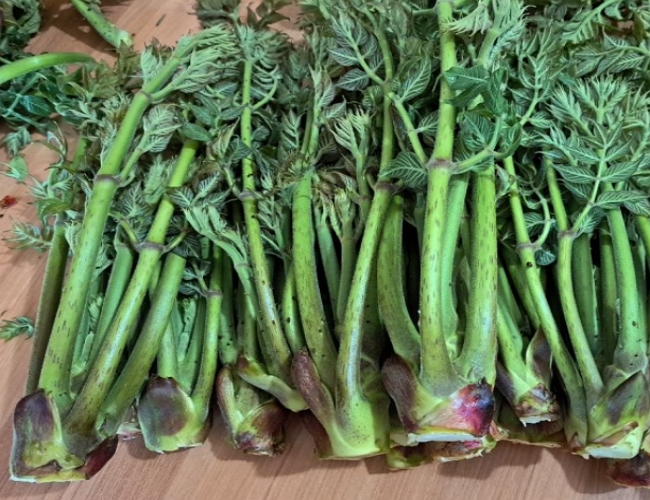 평창 자연산 두릅 참두릅 개두릅 엄나무순 1kg - 상세 이미지 5
