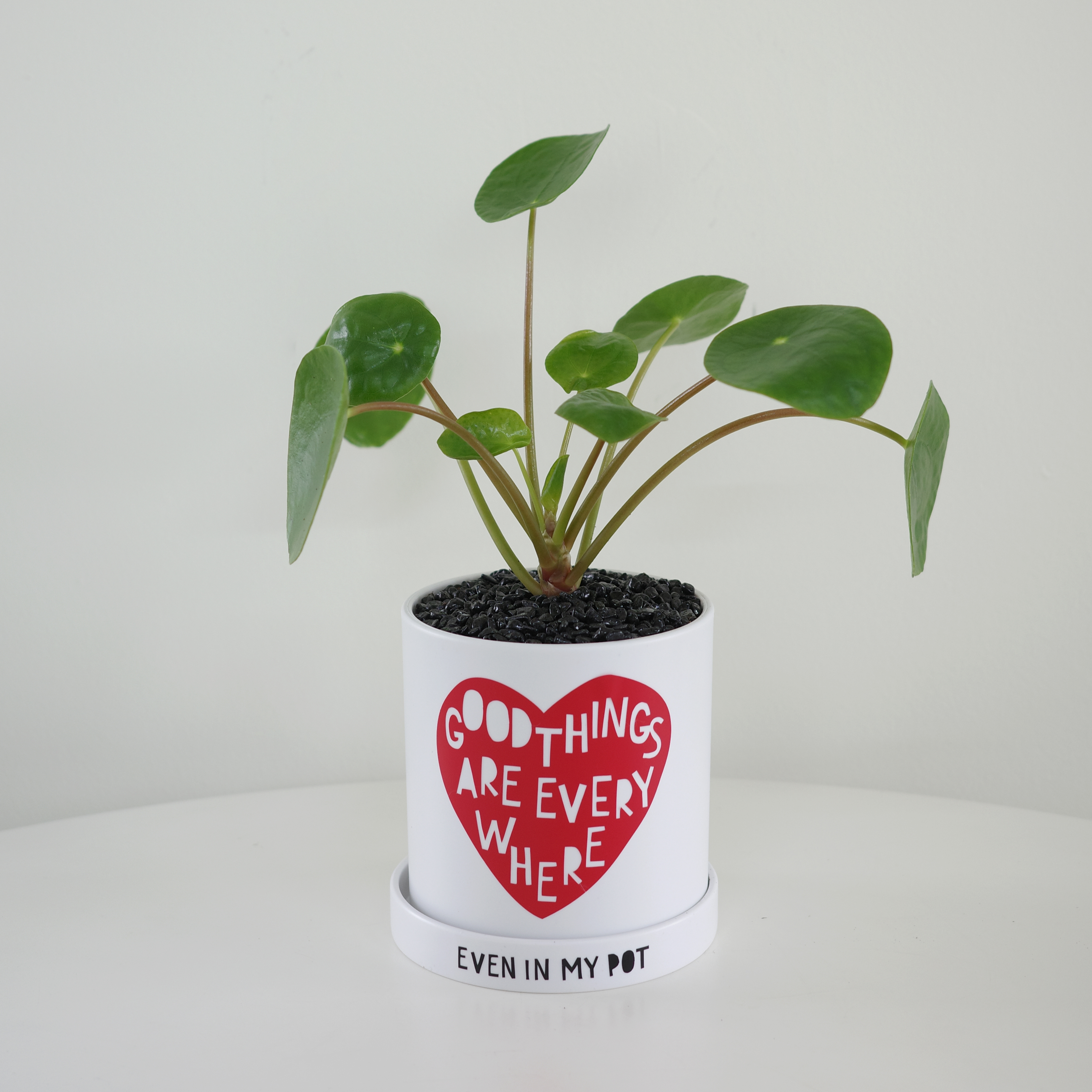 몬스테라 굿하트 - 레터링 팟 (10plants) - 상세 이미지 5
