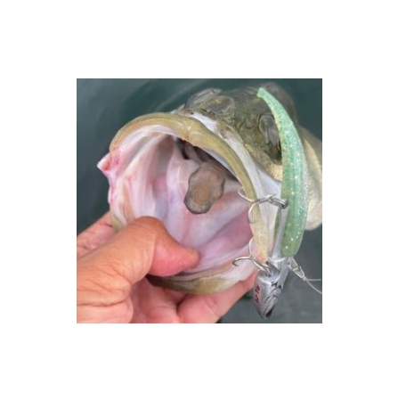 코어맨 알카리 쉐드 새드 농어 광어 바다 루어 웜 소프트베이트 064 케이무라 펄, 9cm - 상세 이미지 3