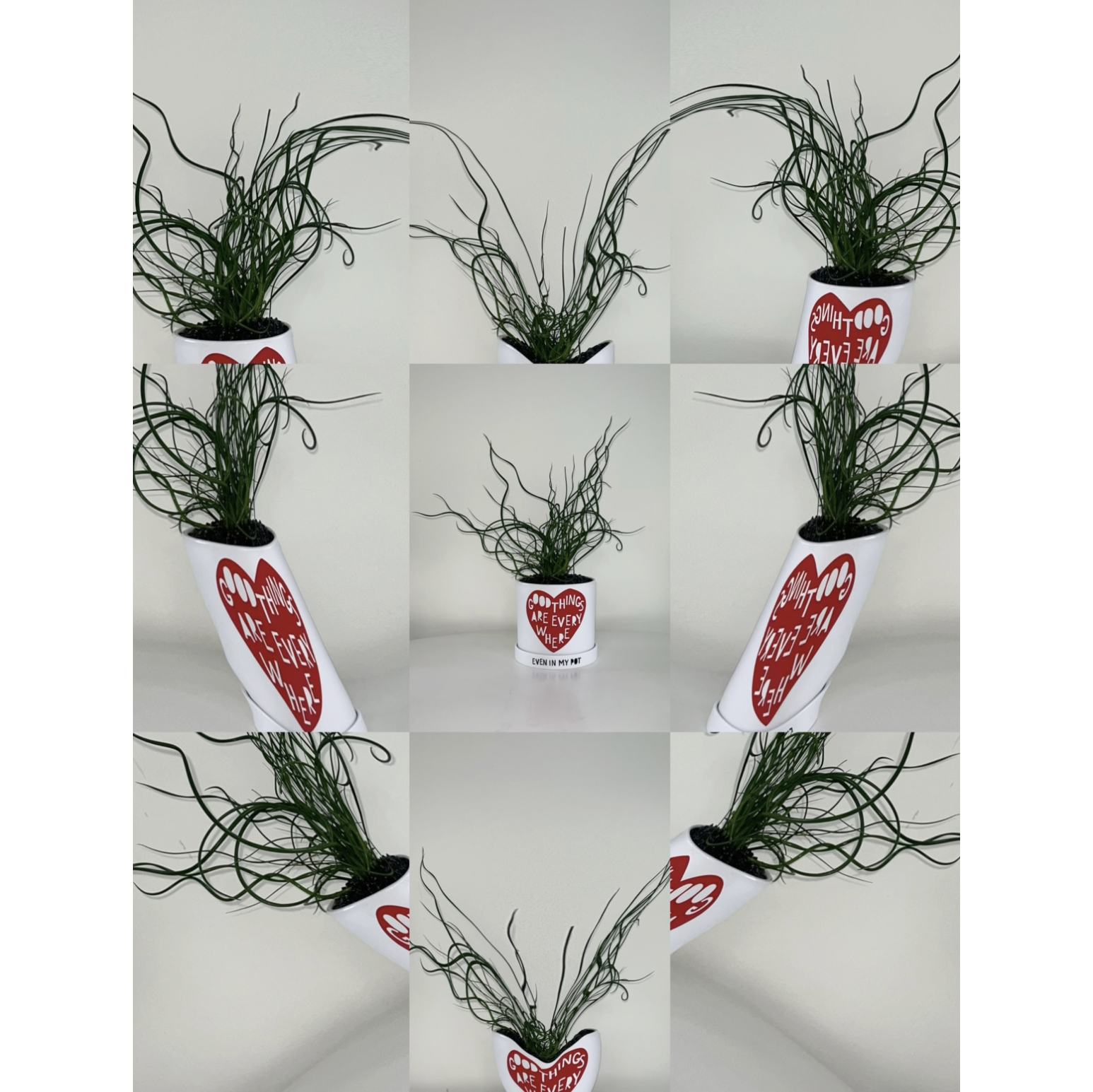 몬스테라 굿하트 - 레터링 팟 (10plants) - 상세 이미지 3