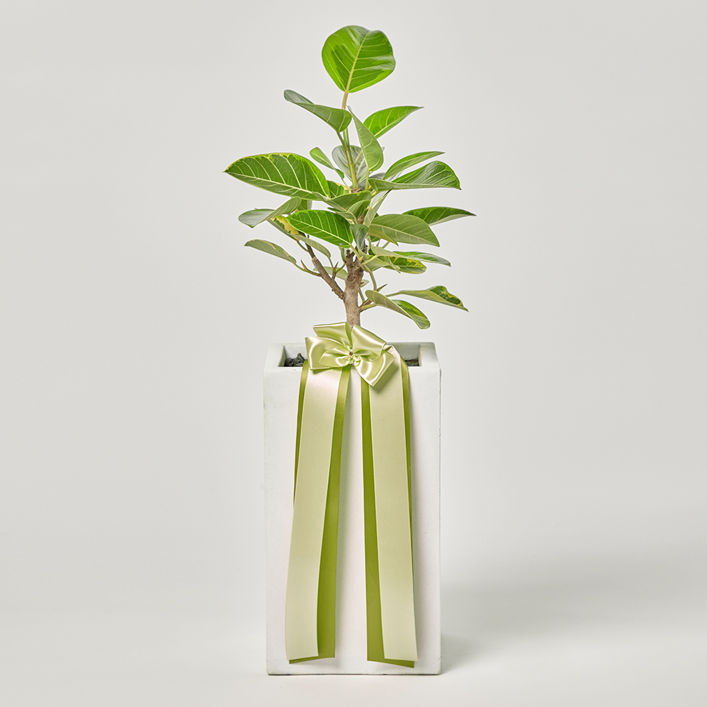 뱅갈고무나무 중형 개업 축하 사무실 테이블 화분 공기정화 반려식물 집들이 카페인테리어