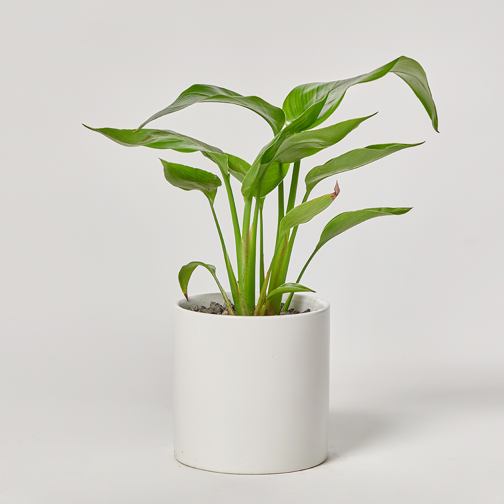 여인초 소형 플랜테리어 개업 축하 카페 사무실 테이블 화분 반려식물 집들이선물 공기정화