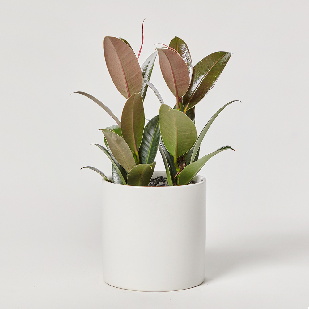 인도고무나무 소형 테이블용 공기정화 카페 개업 축하 거실 사무실 화분 집들이선물 전시회