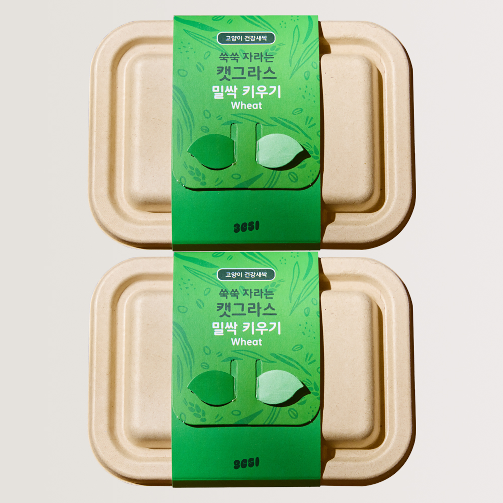 3651 쑥쑥 자라는 캣그라스 키우기 키트 재배세트 밀싹, 160g, 2개 - 메인 이미지