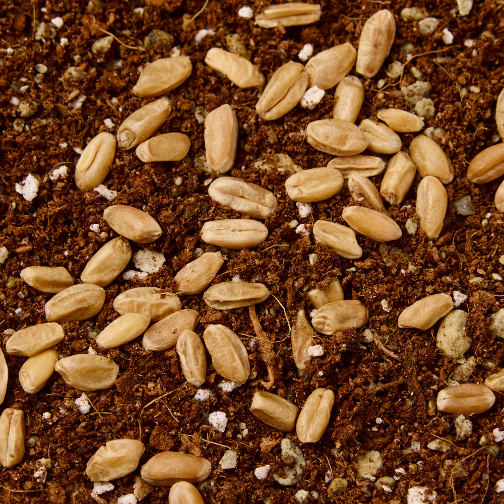 3651 쑥쑥 자라는 캣그라스 키우기 키트 재배세트 밀싹, 160g, 1개 이미지 4