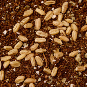 3651 쑥쑥 자라는 캣그라스 키우기 키트 재배세트 밀싹, 160g, 1... 솔직 후기 | 실제 사용자 리뷰 총정리 - 상품 이미지 4