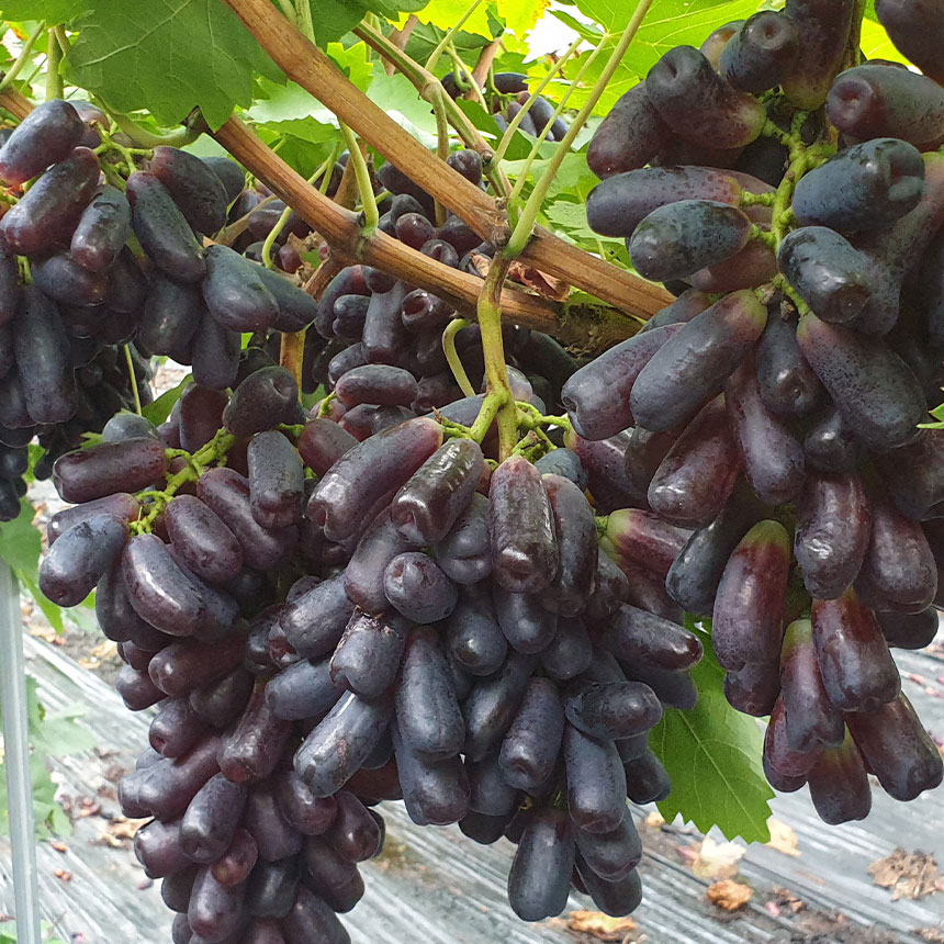 신선마켓 블랙사파이어포도 가지포도 800g, 1개 - 상세 이미지 3