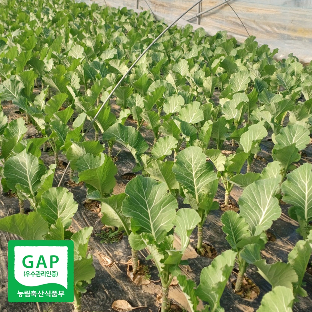 산지직송 케일 쌈용 주스용 쌈케일 1kg 2kg - 상세 이미지 4