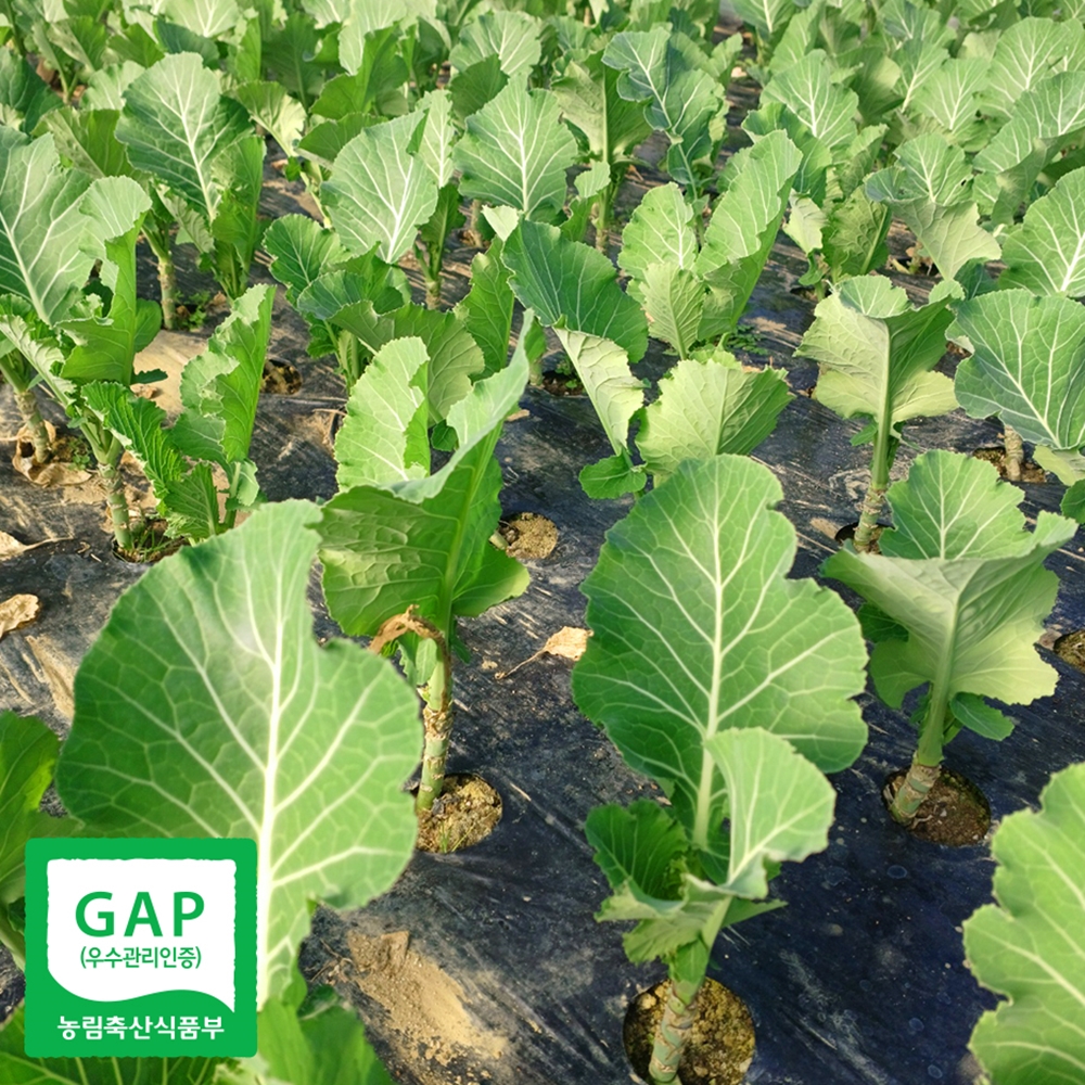 산지직송 케일 쌈용 주스용 쌈케일 1kg 2kg - 상세 이미지 5