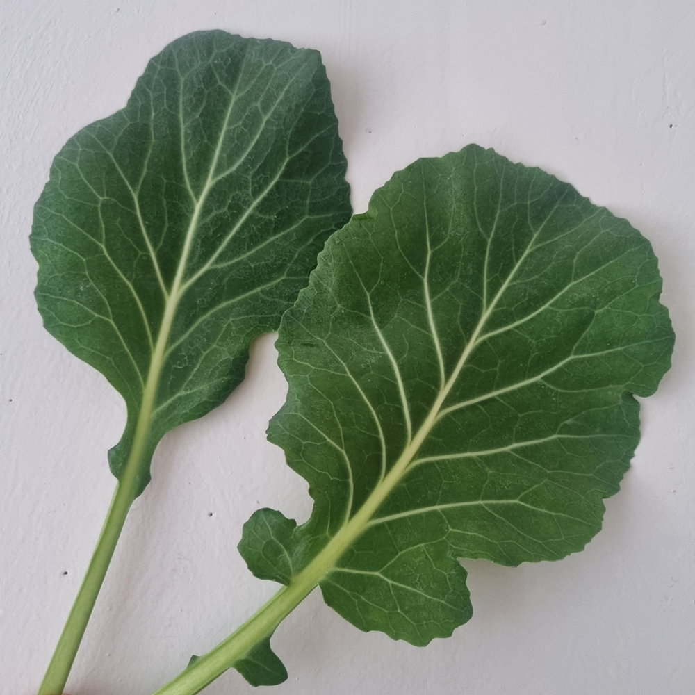 산지직송 케일 쌈용 주스용 쌈케일 1kg 2kg 이미지 6