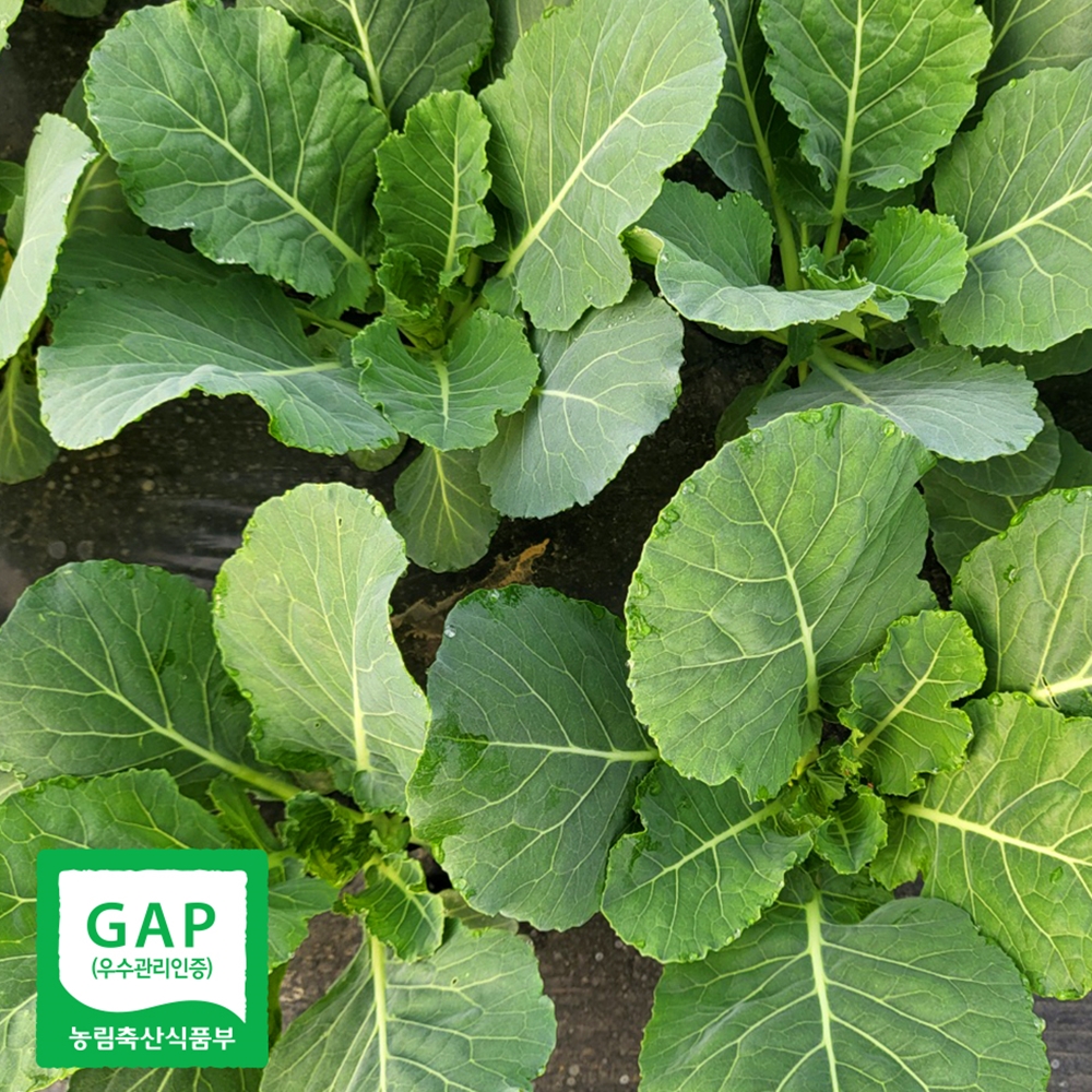 산지직송 케일 쌈용 주스용 쌈케일 1kg 2kg - 상세 이미지 2