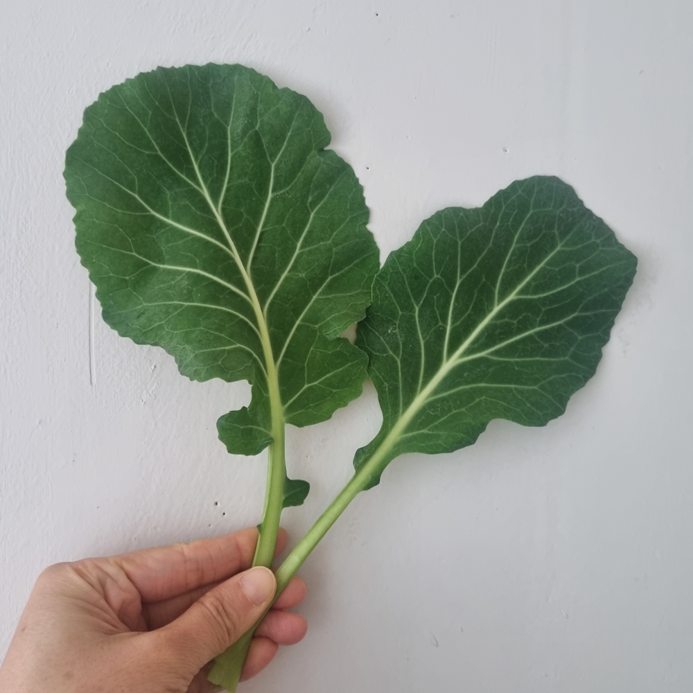 산지직송 케일 쌈용 주스용 쌈케일 1kg 2kg - 상품 이미지