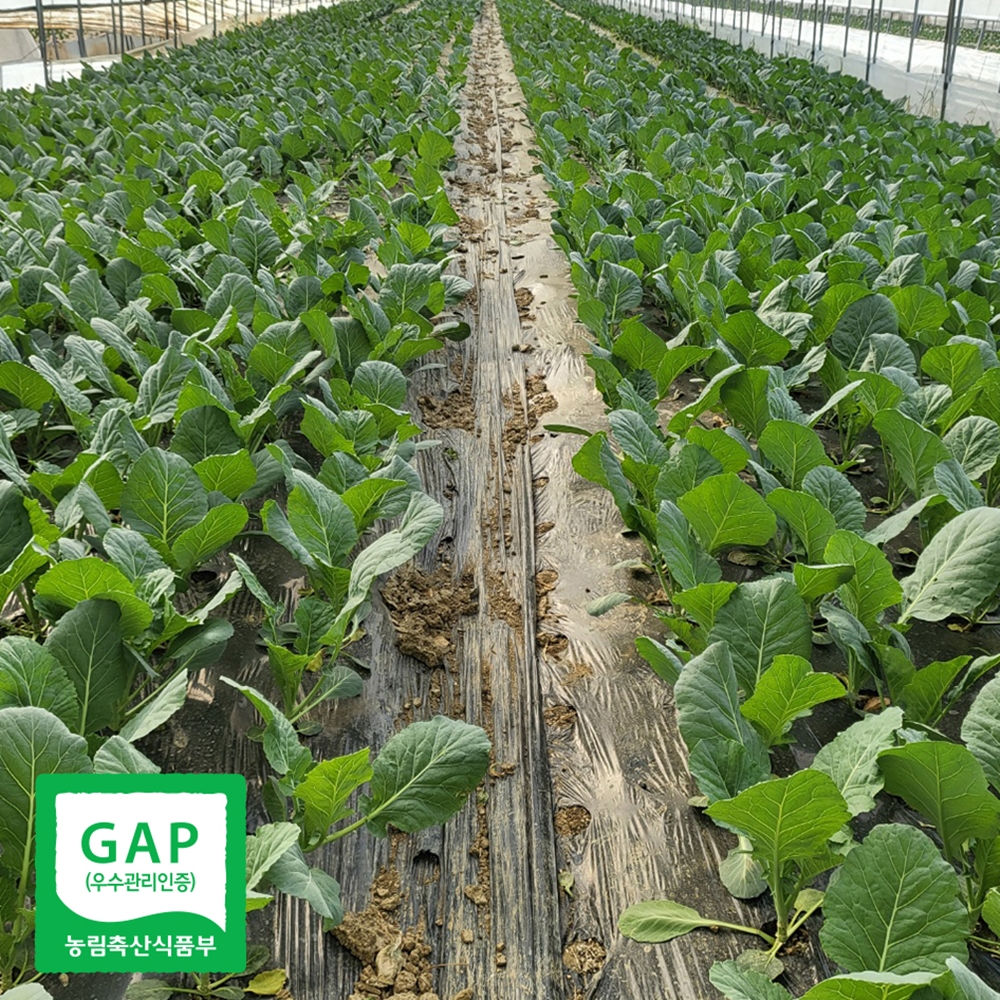 산지직송 케일 쌈용 주스용 쌈케일 1kg 2kg - 상세 이미지 3