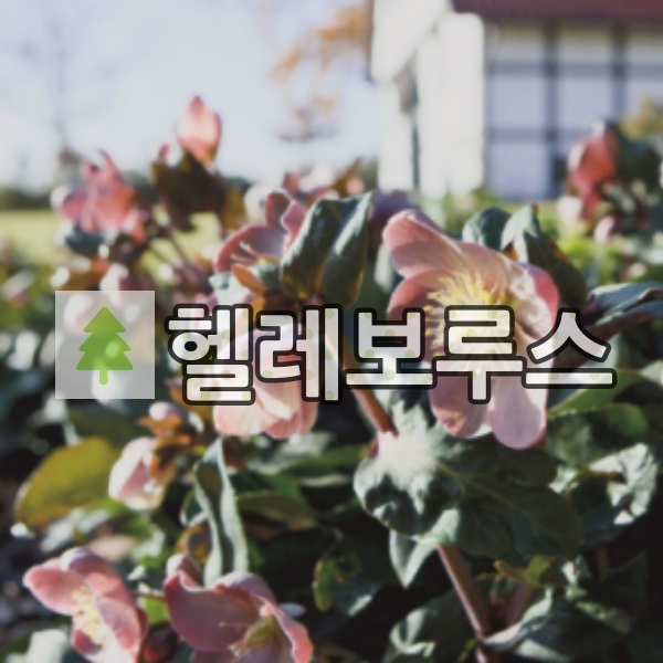 헬레보루스 크리스마스로즈 야생화 마에스트로 18cm 화분 : 경동농원