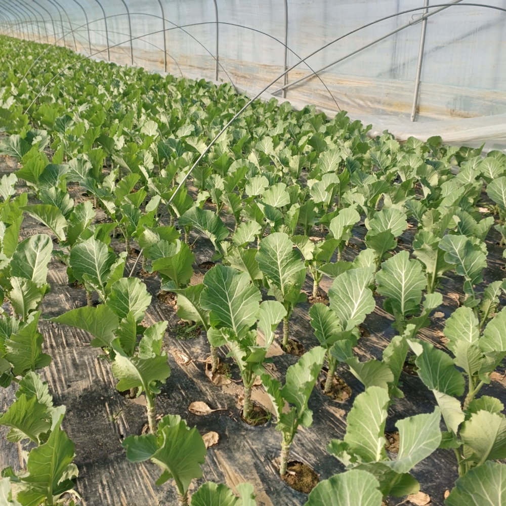 산지직송 케일 쌈용 주스용 쌈케일 1kg 2kg 이미지 7