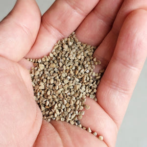 삼진충 토양살충제 흙벌레 박멸제 농약X마트린-뿌리파리 버섯 고자리파리 토... 실사용 후기 | 효과 있을까? - 상품 이미지 3