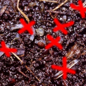 삼진충 토양살충제 흙벌레 박멸제 농약X마트린-뿌리파리 버섯 고자리파리 토... 실사용 후기 | 효과 있을까? - 상품 이미지 2