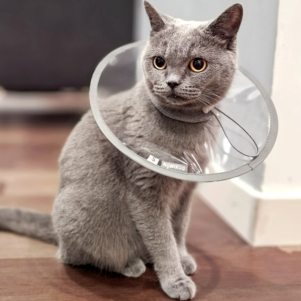퍼플펫 고양이 넥카라 강아지 넥카라 투명 초경량 목보호대 애견 깔대기 중성화 미용 제품 이미지