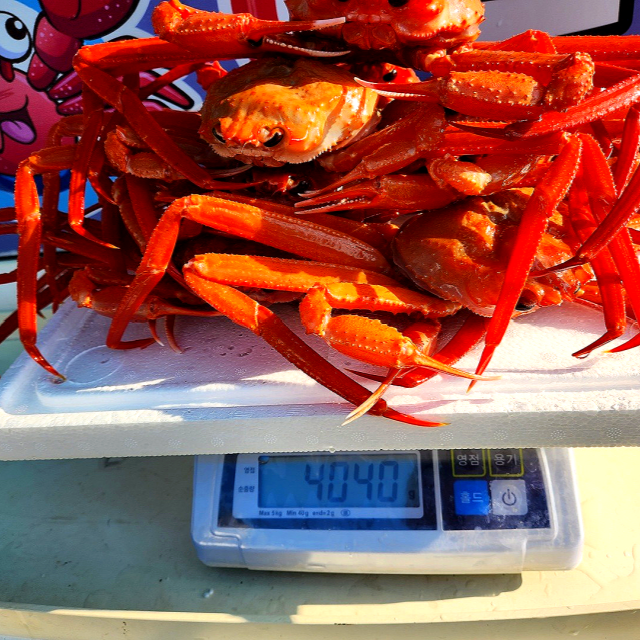 배터지게 드시라고 4kg 구매시 4kg 추가로 드려요 - 상세 이미지 4