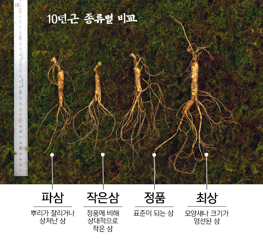 10년근 작은삼 산양산삼 10뿌리 산양삼 장뇌삼 - 상세 이미지 3