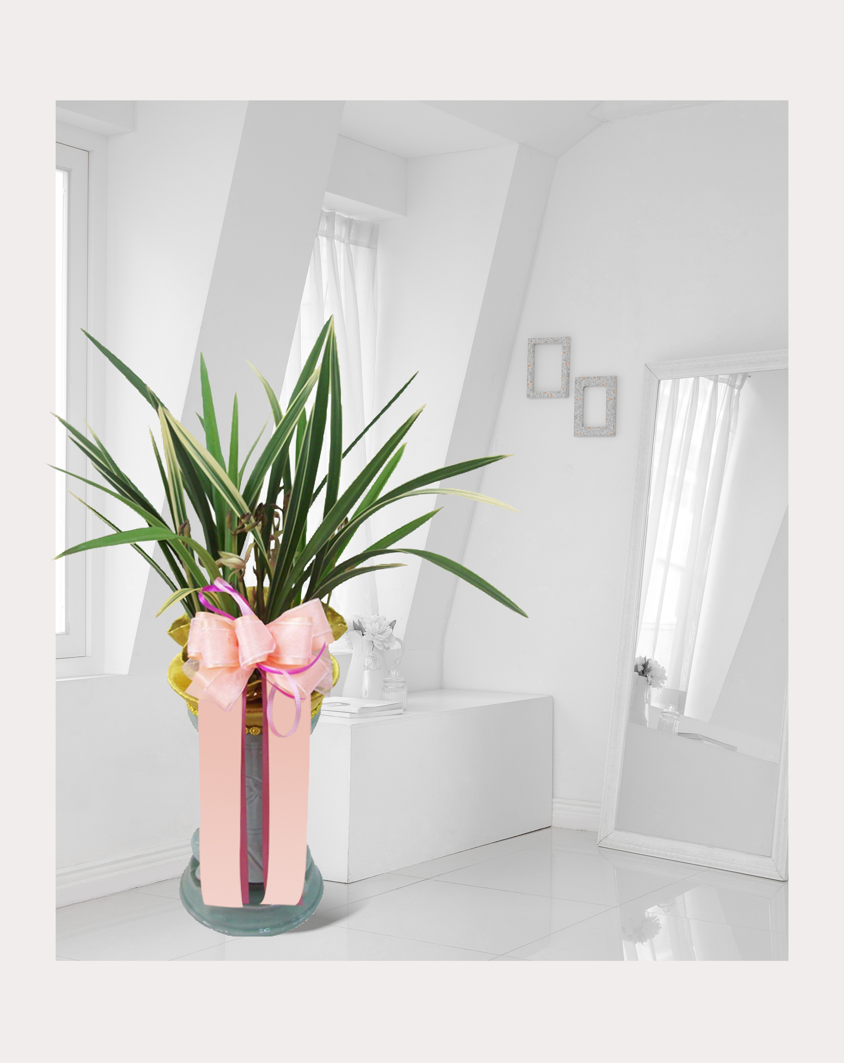 동양란 황금채홍 개업 이전 취임 승진 개업식 축하 화분 예도화환 전국 꽃배달 서비스