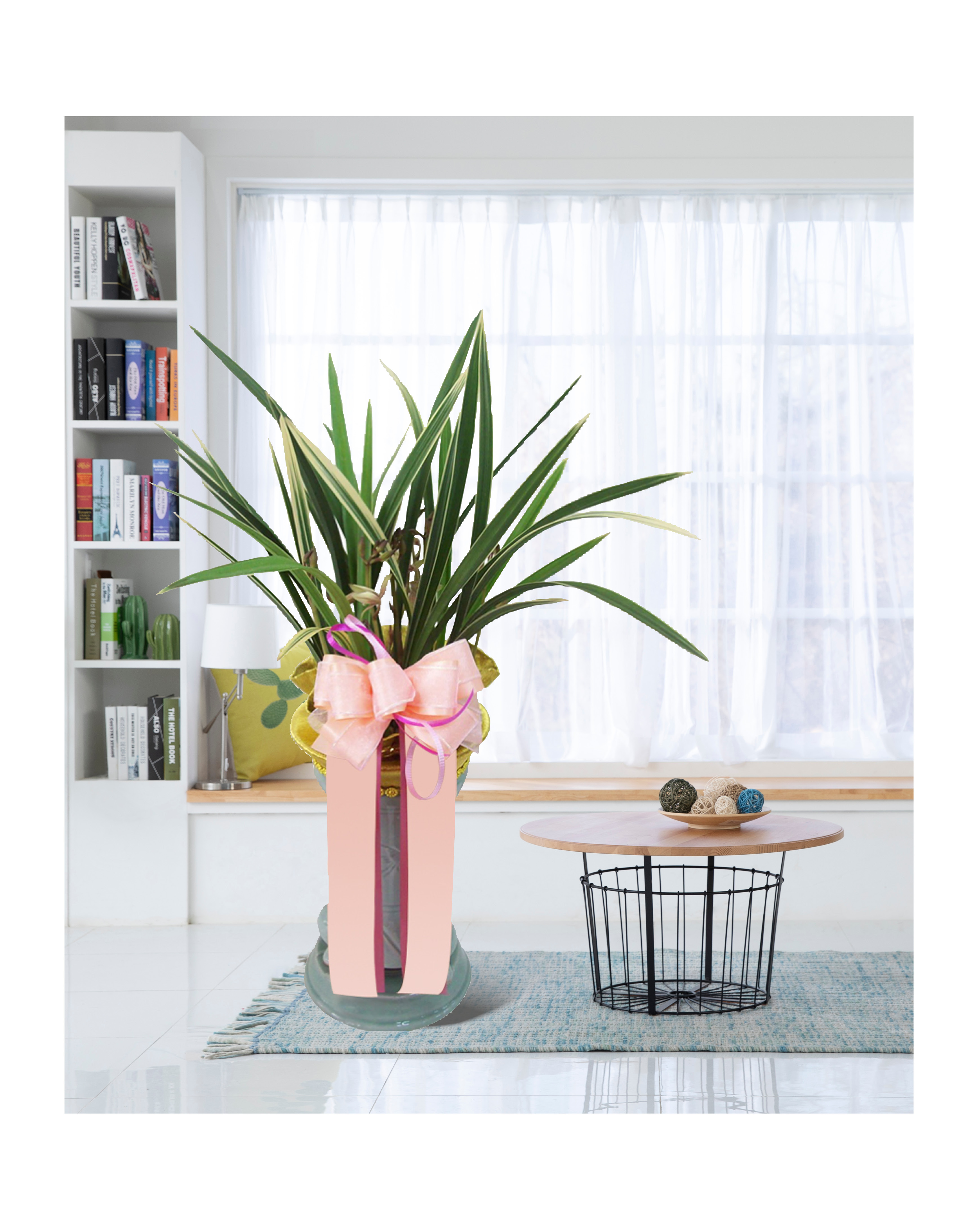 동양란 황금채홍 개업 이전 취임 승진 개업식 축하 화분 예도화환 전국 꽃배달 서비스