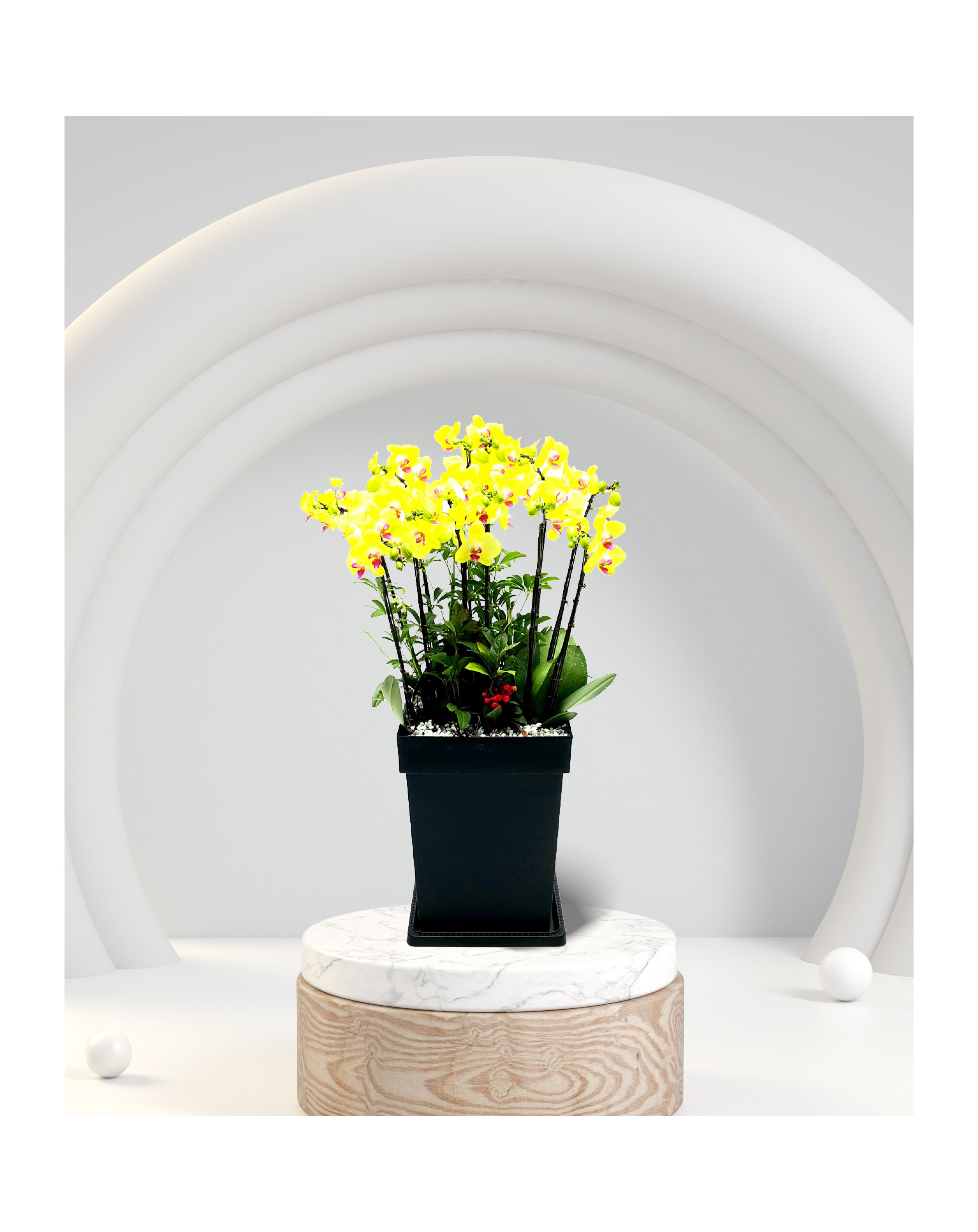 서양란 미니호접란 노랑계열 중 개업 이전 취임 승진 개업식 축하 화분 예도화환 전국꽃배달