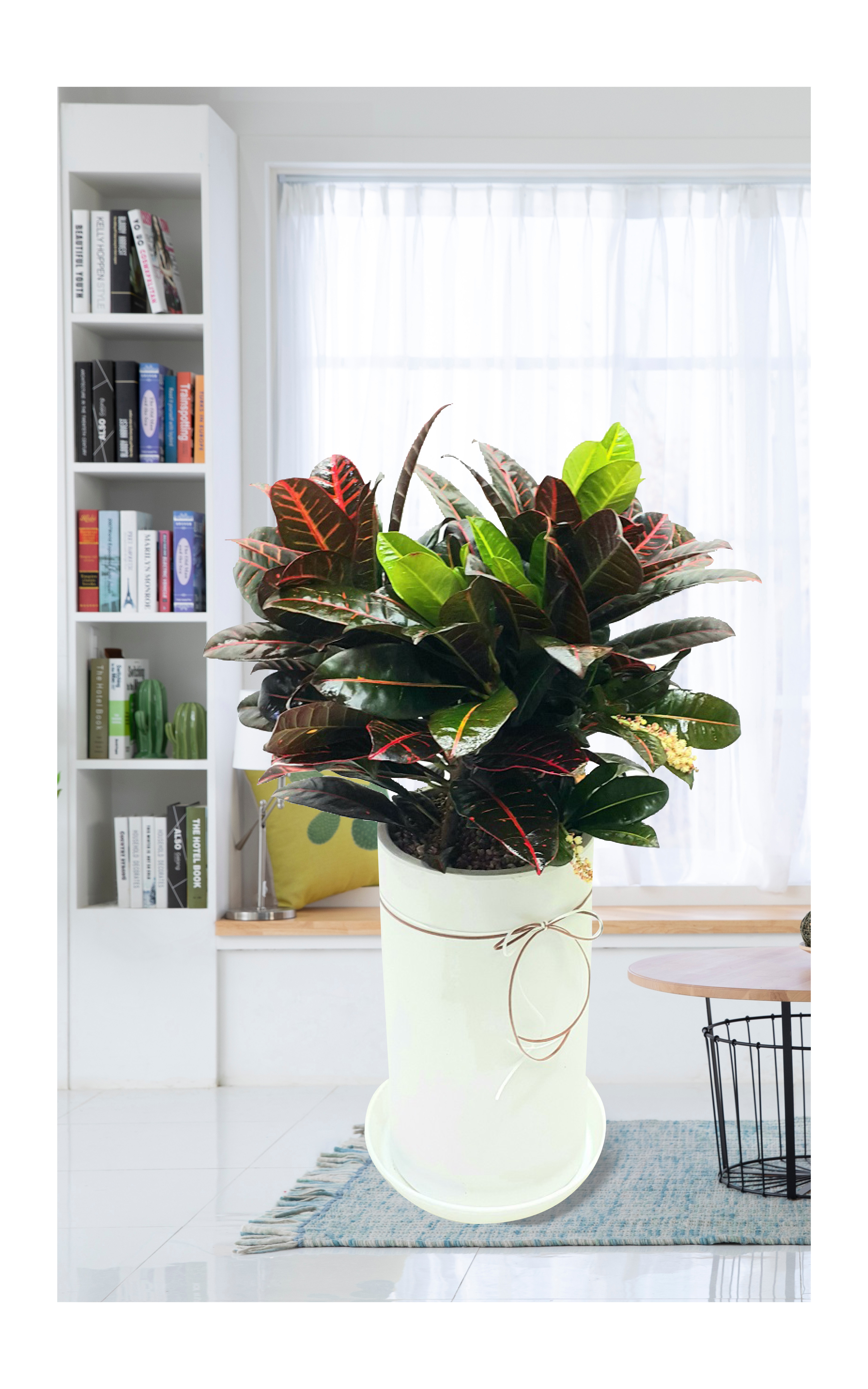 크로톤 개업 이전 취임 승진 개업식 축하 화분 예도화환 전국 꽃배달 서비스