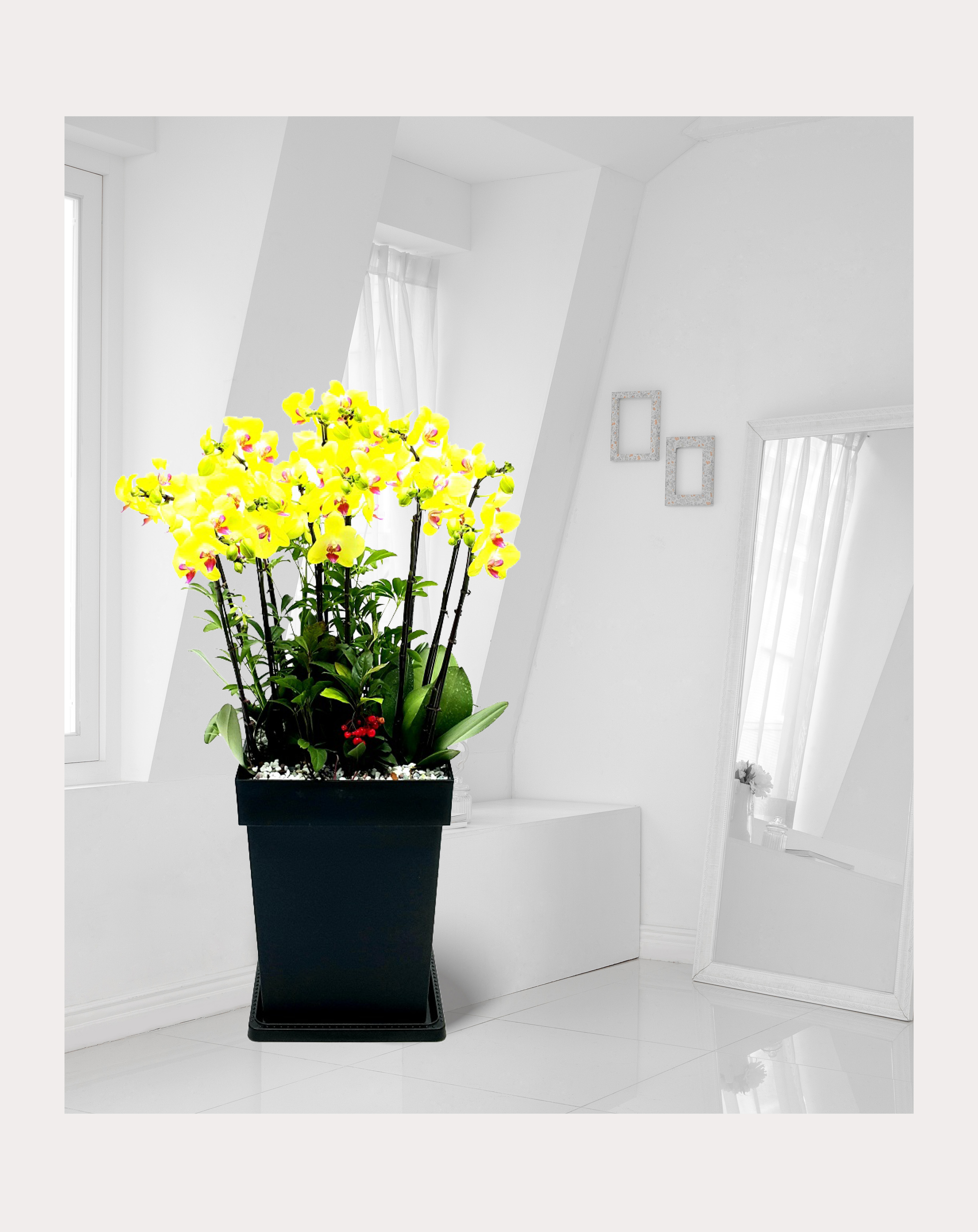 서양란 미니호접란 노랑계열 중 개업 이전 취임 승진 개업식 축하 화분 예도화환 전국꽃배달