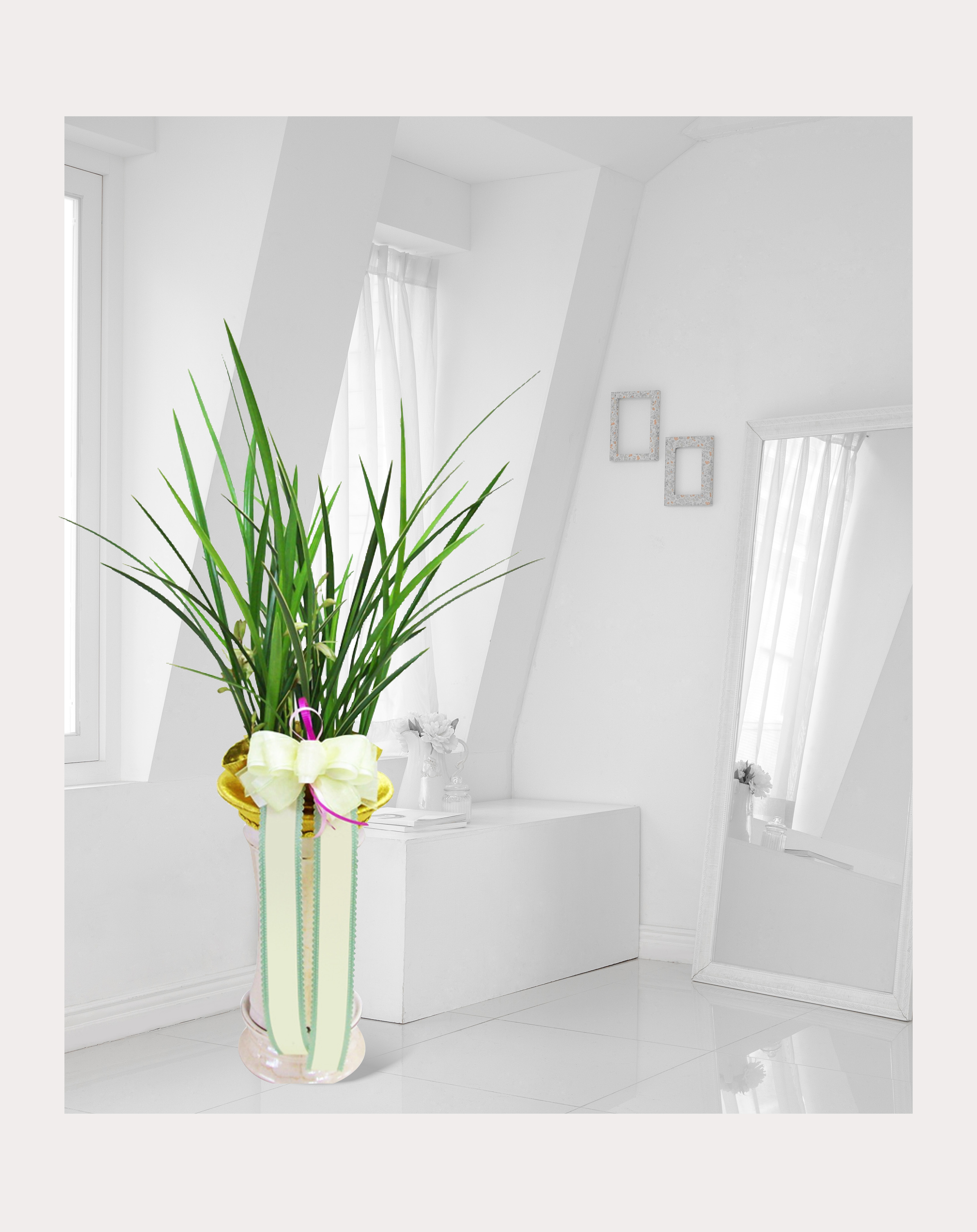 동양란 금침 개업 이전 취임 승진 개업식 축하 화분 예도화환 전국 꽃배달 서비스