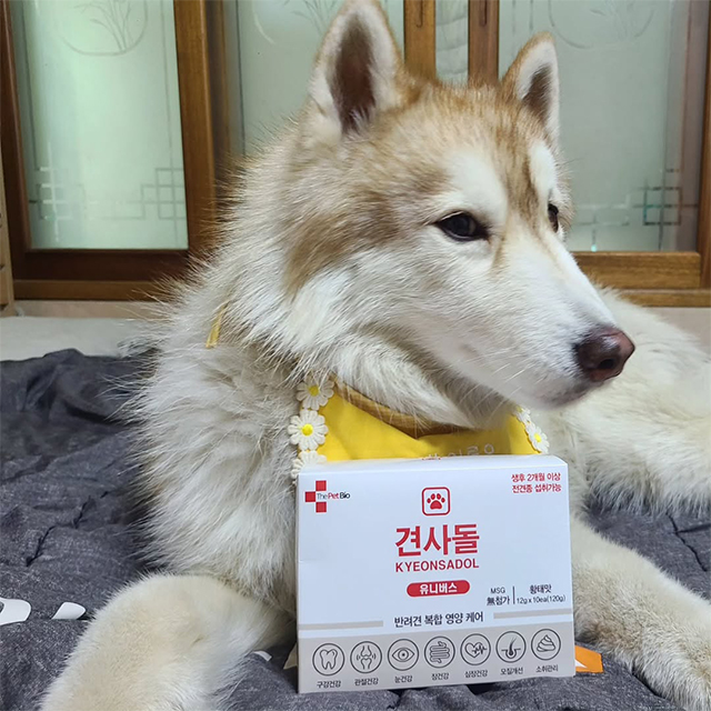[1박스]견사돌유니버스 영양간식 황태 치석제거 영양제 10포 유산균 스틱 - 상세 이미지 2