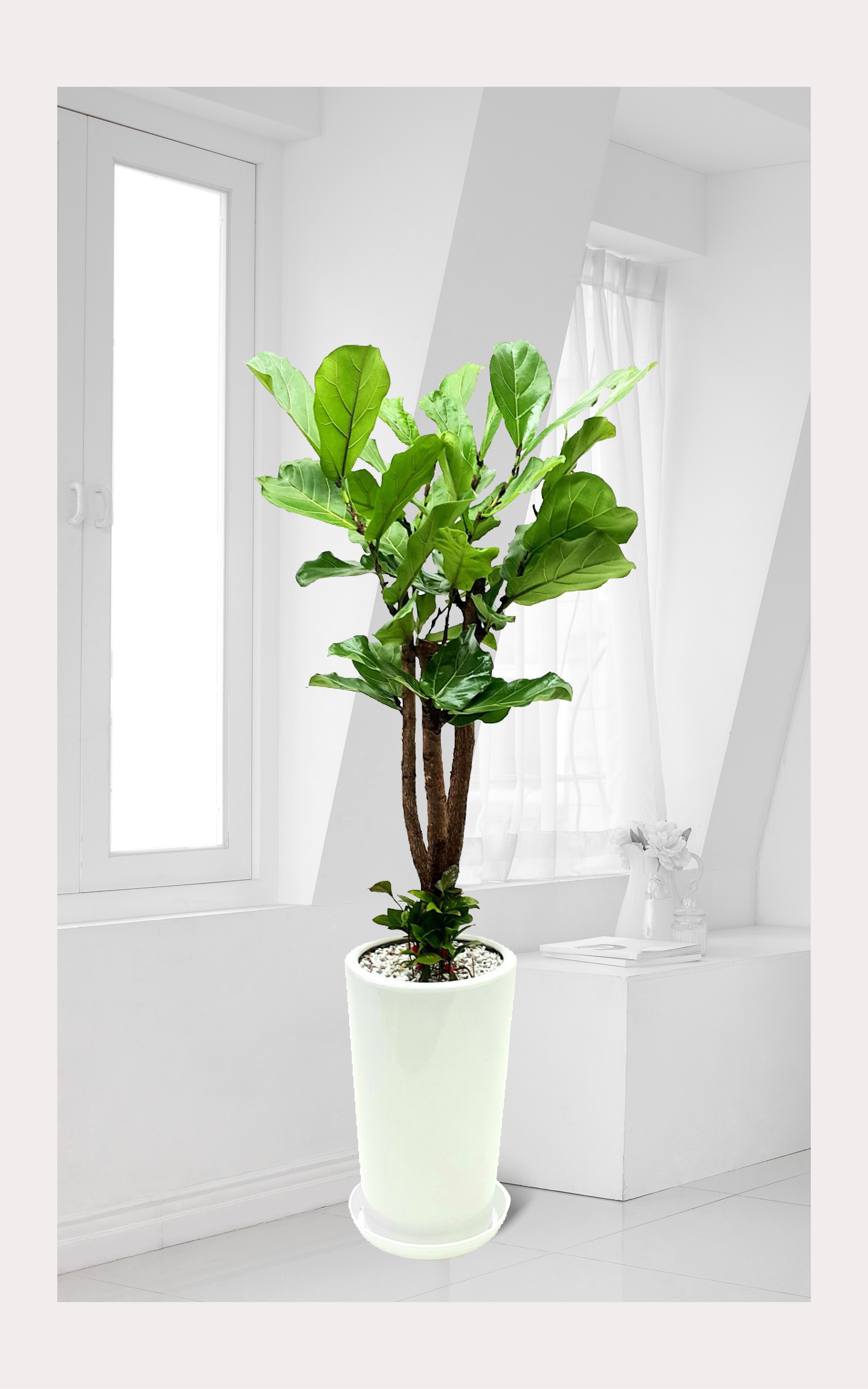 떡갈나무 대품 관엽 개업 이전 취임 승진 개업식 축하 화분 예도화환 전국 꽃배달 서비스