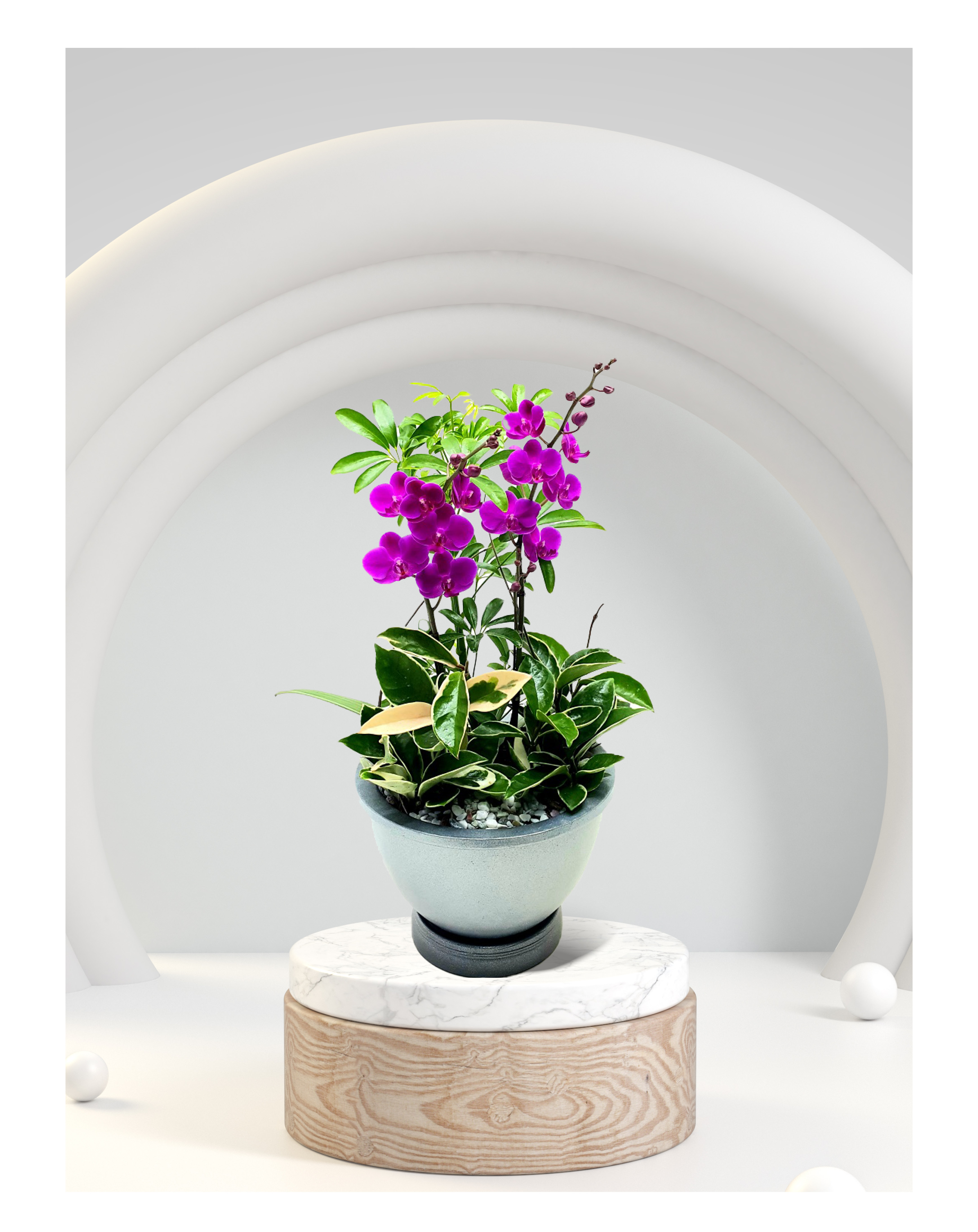 서양란 미니호접란 핑크계열 탁상용 개업 이전 취임 승진 개업식 축하 화분 화환 전국꽃배달