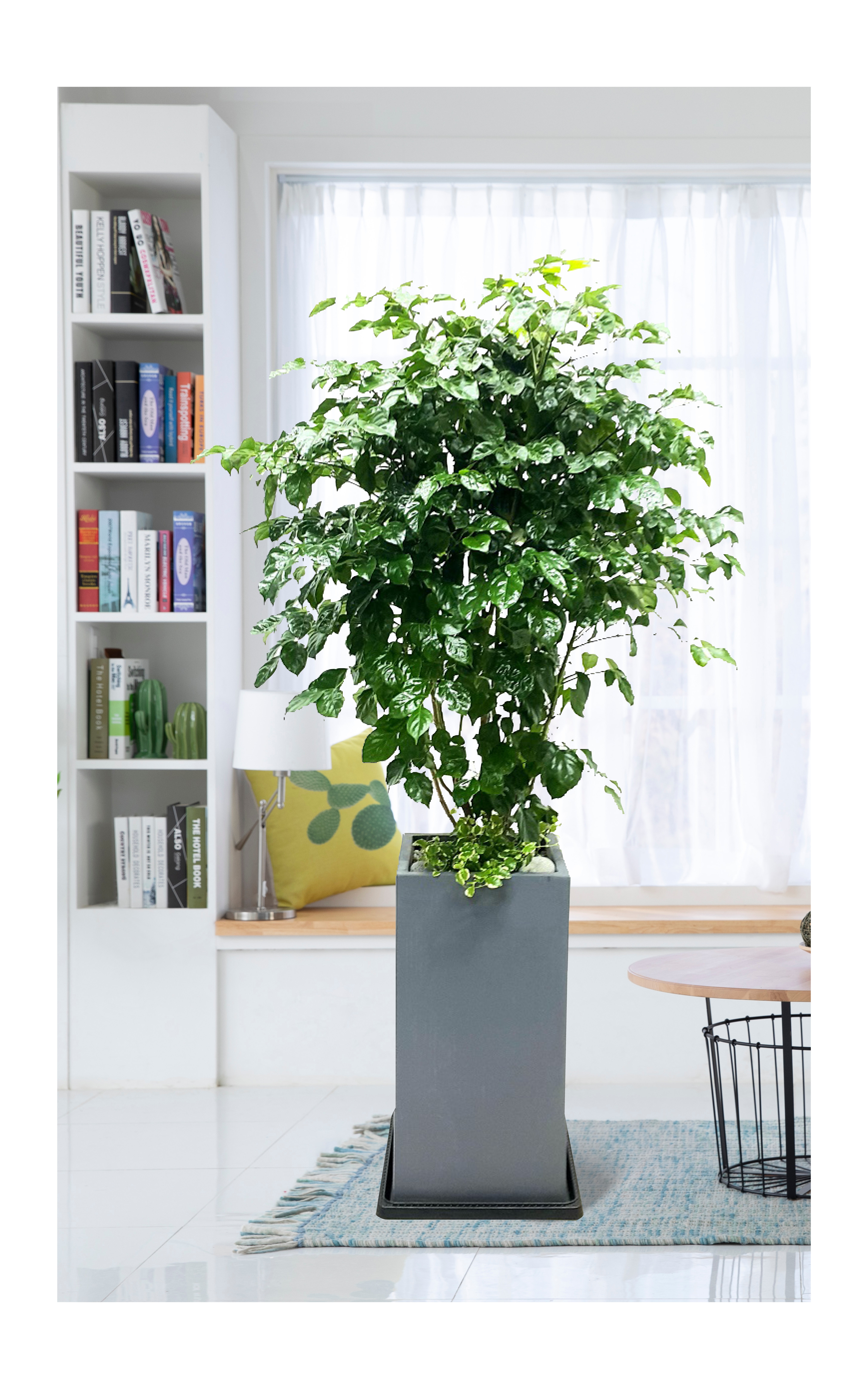 녹보수 대품 관엽 개업 이전 취임 승진 개업식 축하 화분 예도화환 전국 꽃배달 서비스