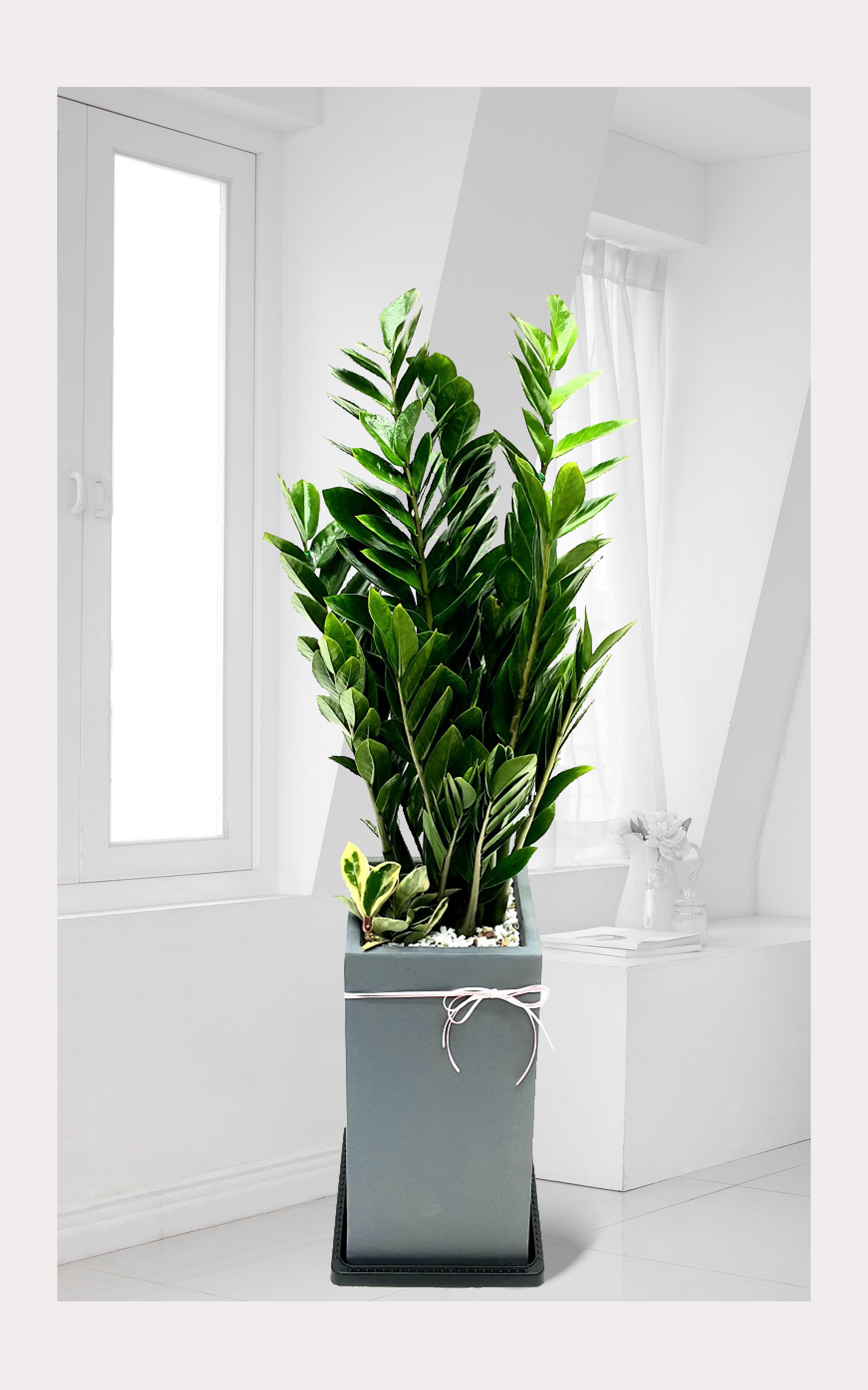 금전수 돈나무 개업 이전 취임 승진 개업식 축하 화분 돈세다잠드소서 화환 전국꽃배달서비스