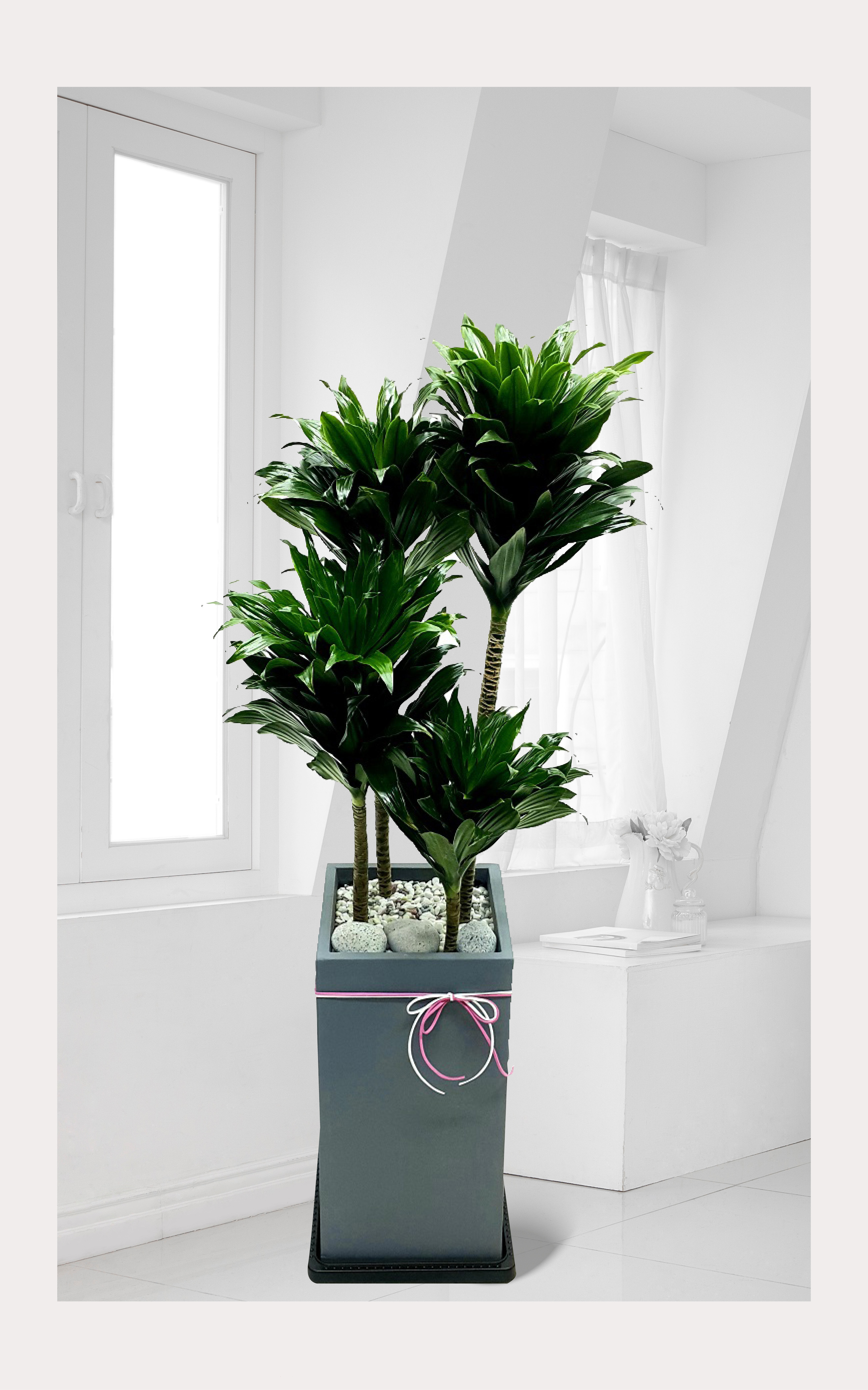 콤펙타 관엽 개업 이전 취임 승진 개업식 축하 화분 예도화환 전국 꽃배달 서비스