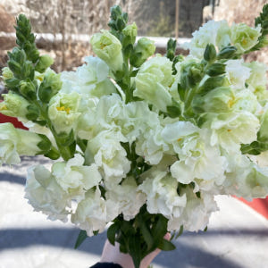 금어초 생화 흰색꽃 하얀꽃 꽃배달 싼곳 생화택배 솔직 후기 | 실사용자 리뷰 분석 - 상품 이미지 3