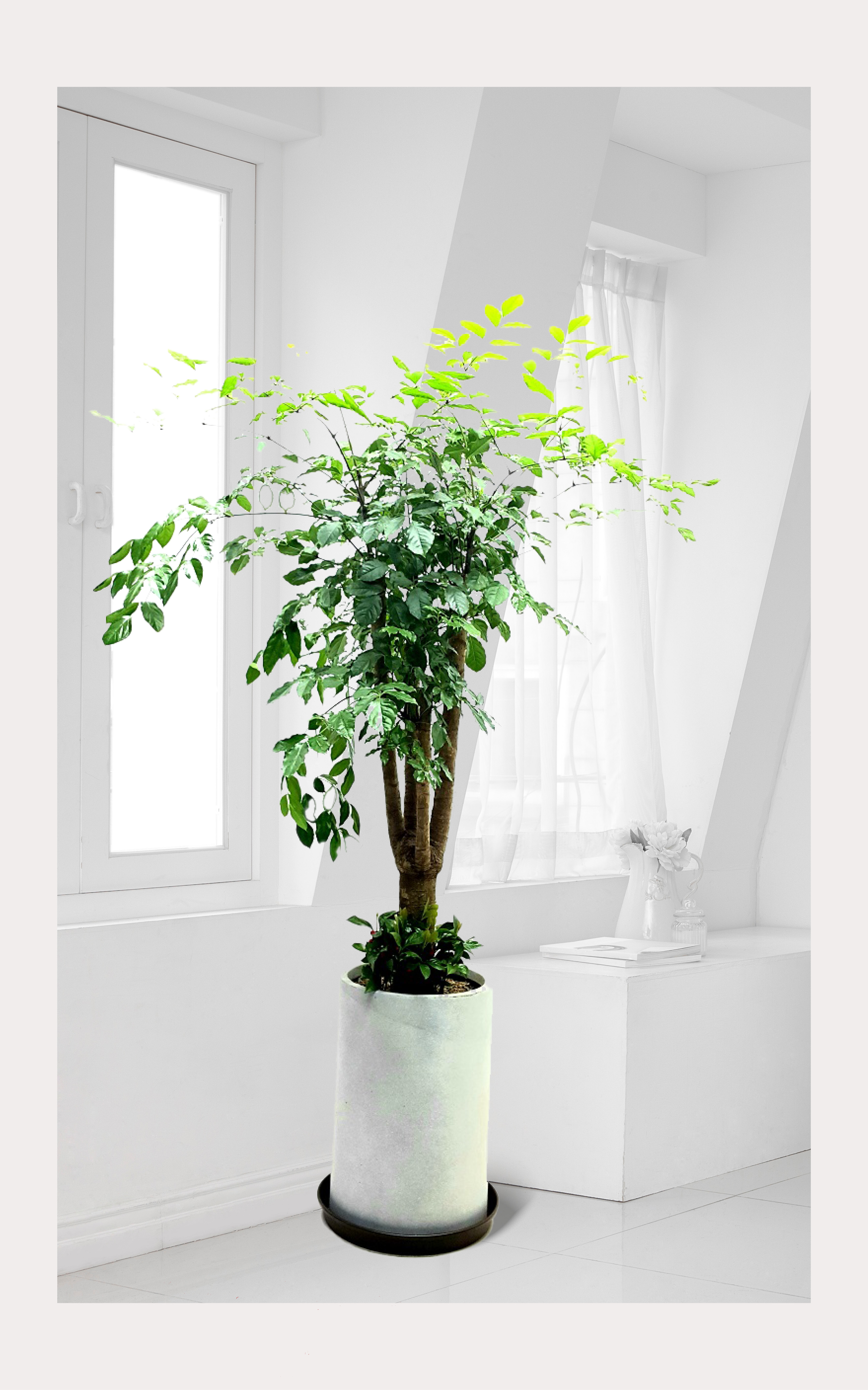 해피트리 대품,개업 이전 취임 승진 개업식 축하 화분 화환 예도 전국 꽃 배달 서비스