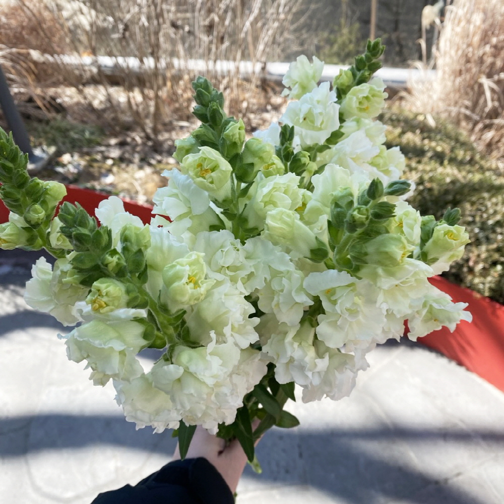 금어초 생화 흰색꽃 하얀꽃 꽃배달 싼곳 생화택배 이미지 2