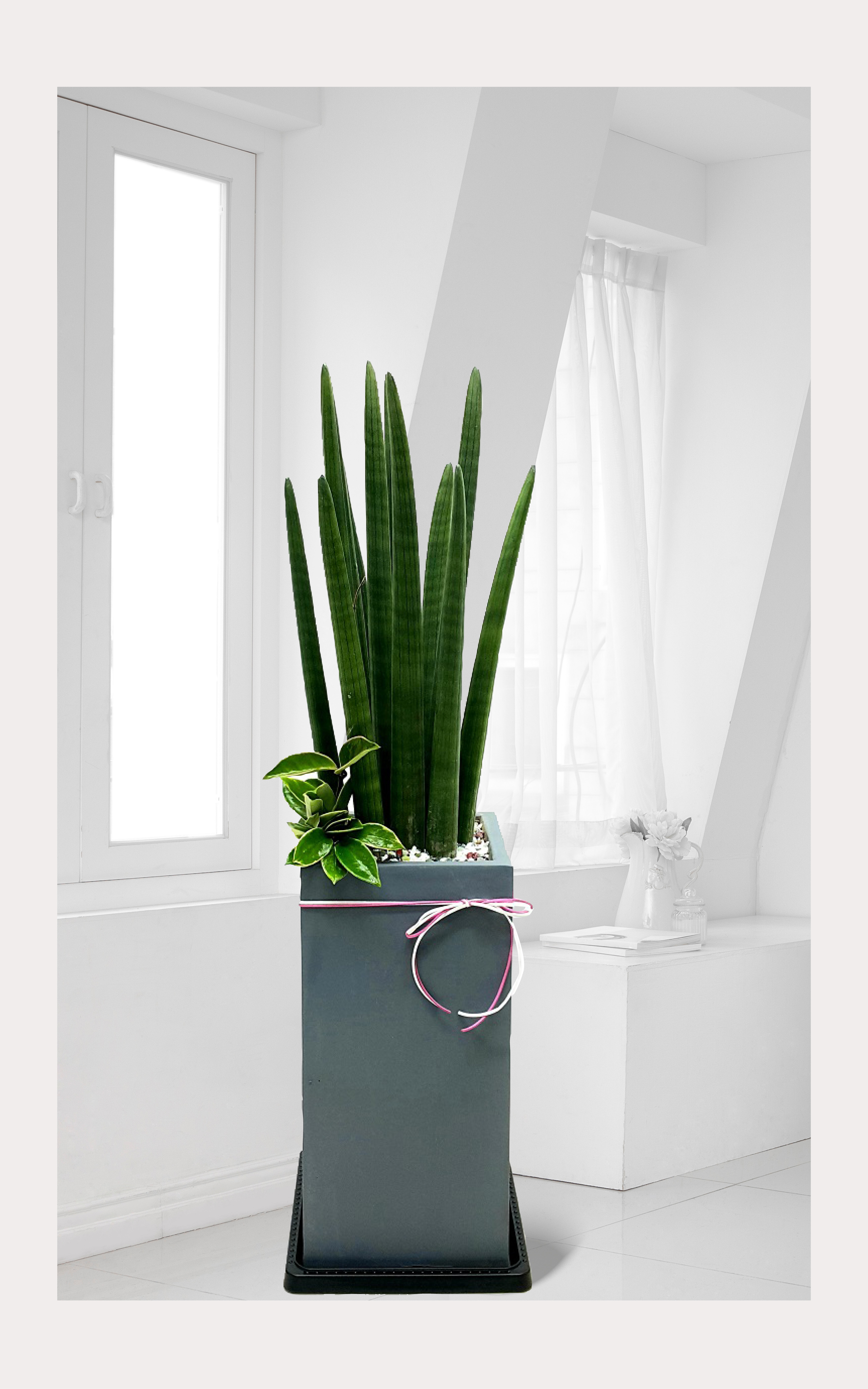 스투키 개업 이전 취임 승진 개업식 축하 화분 예도화환 관엽선물 전국 꽃배달 서비스