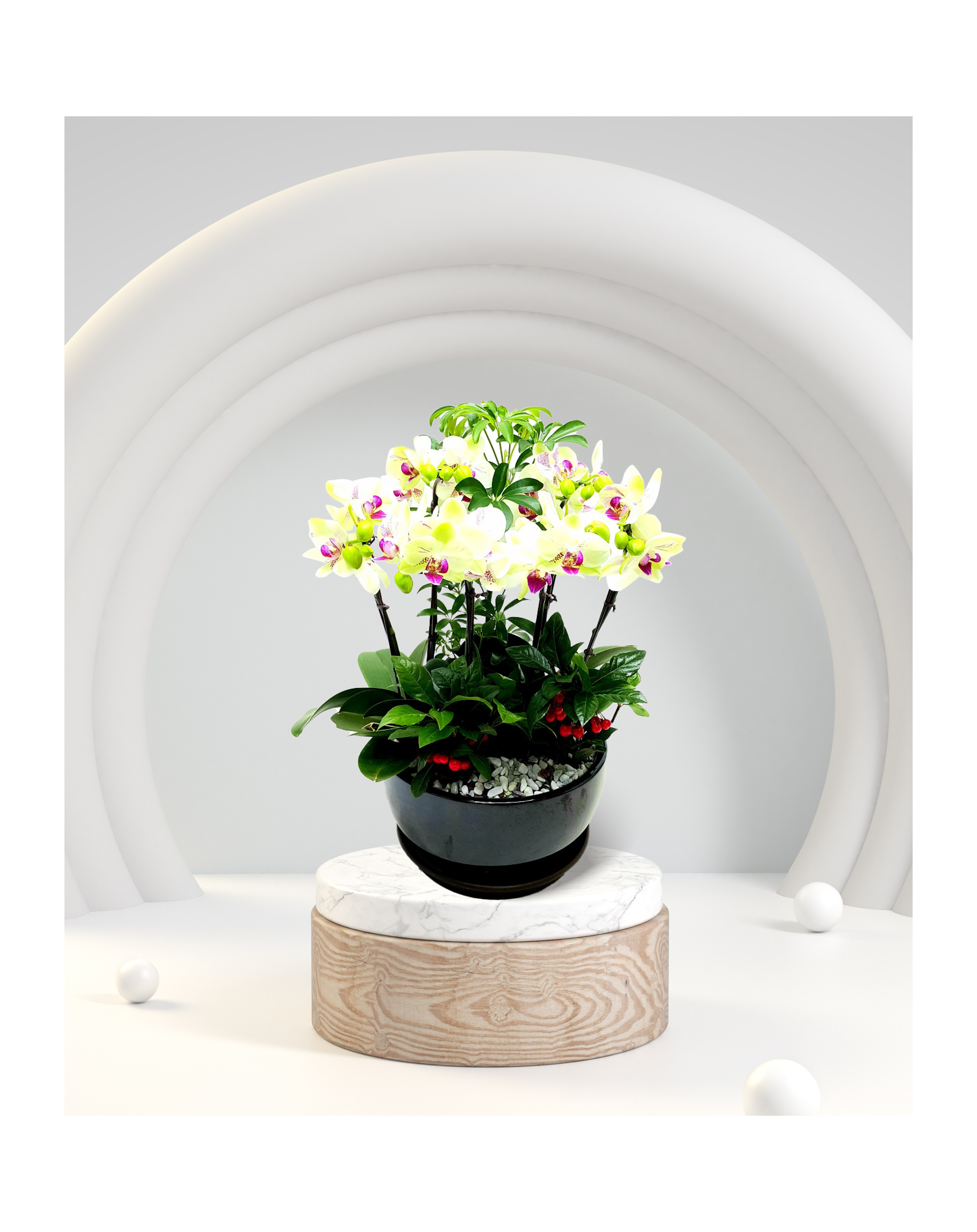 서양란 미니호접란 노랑계열 개업 이전 취임 승진 개업식 축하 화분 예도화환 전국 꽃배달