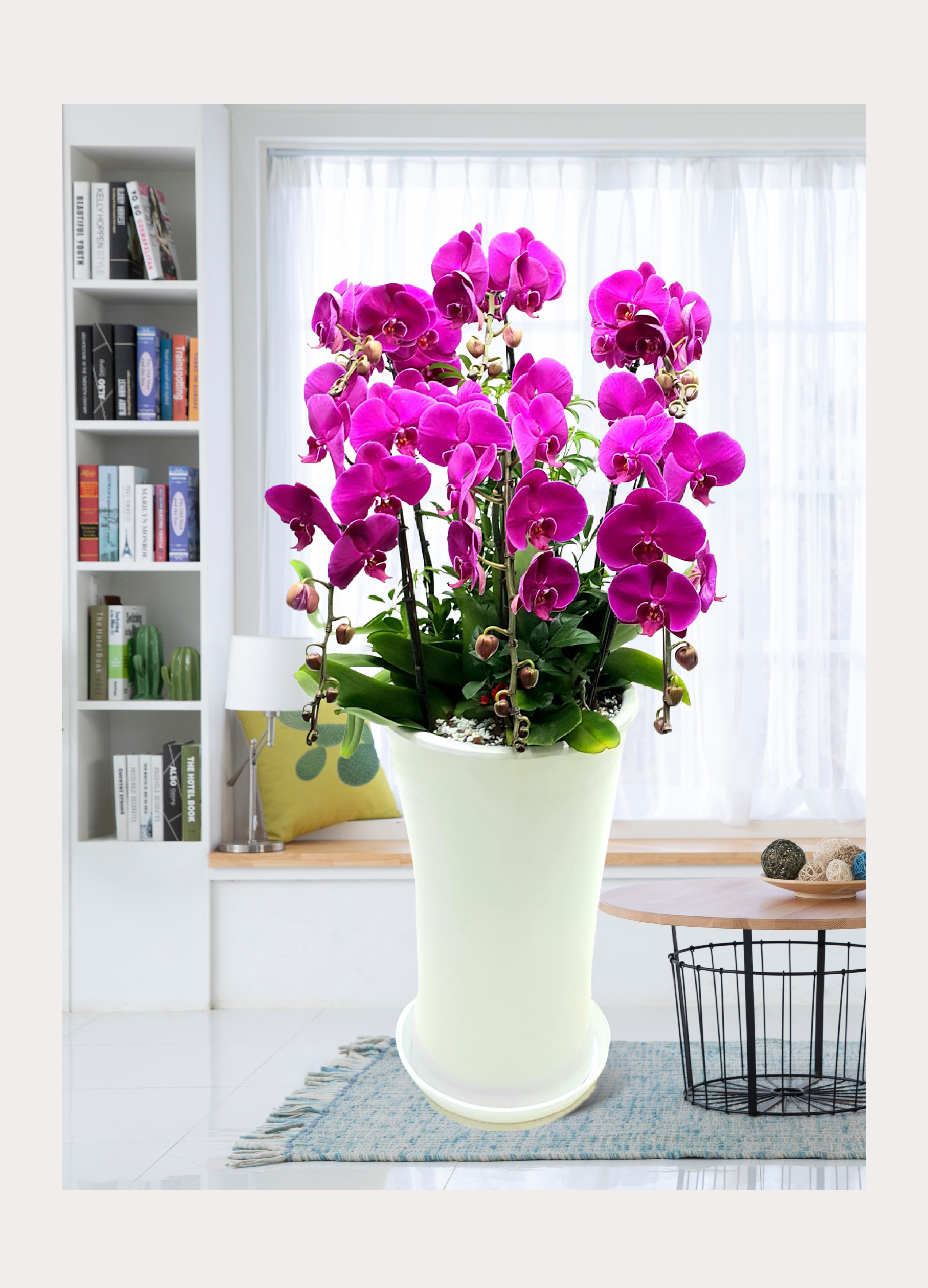 서양란 호접란 핑크계열 대 개업 이전 취임 승진 개업식 축하 화분 예도화환 전국 꽃배달