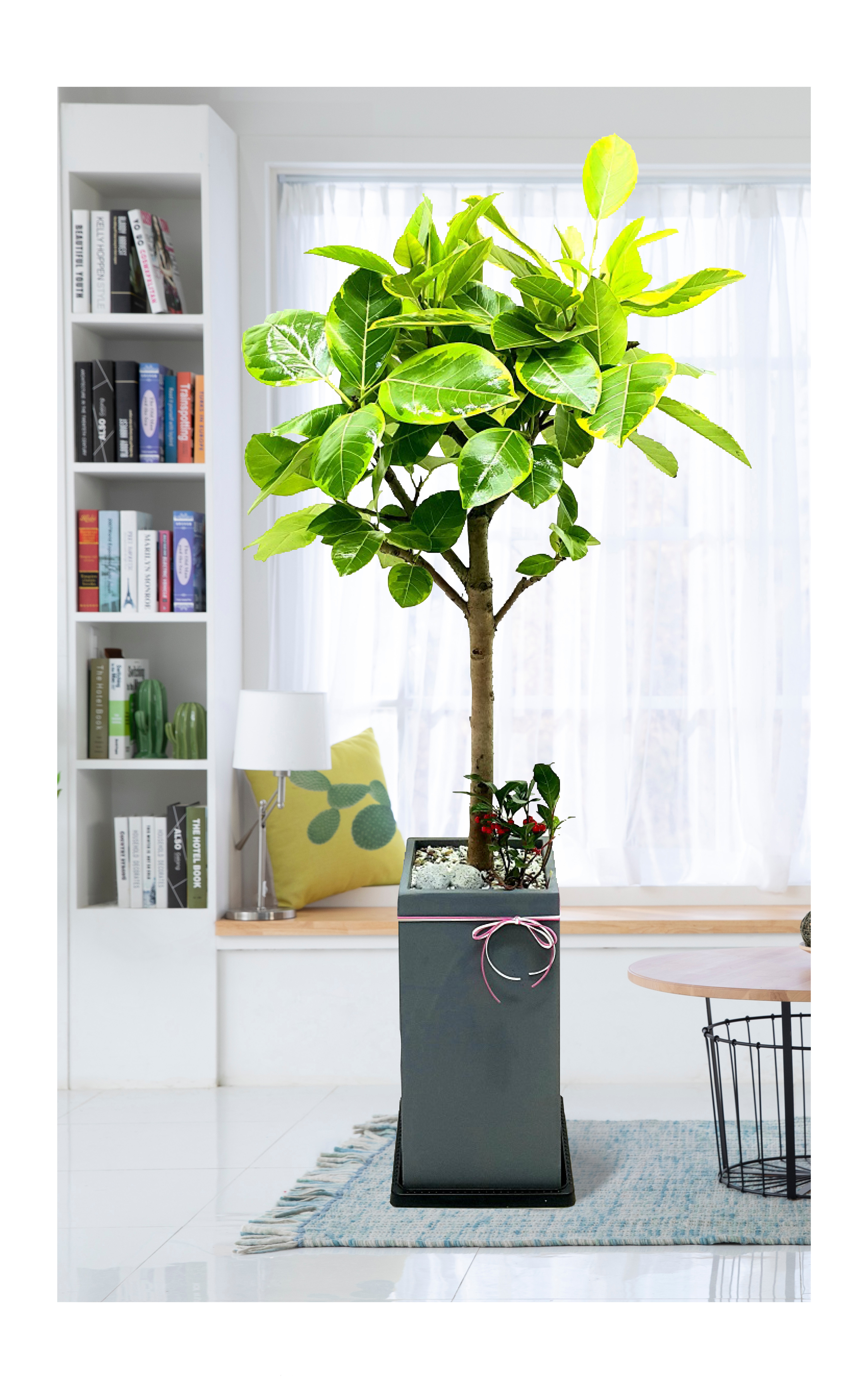 뱅갈고무나무 관엽 개업 이전 취임 승진 개업식 축하 화분 예도화환 전국 꽃배달 서비스