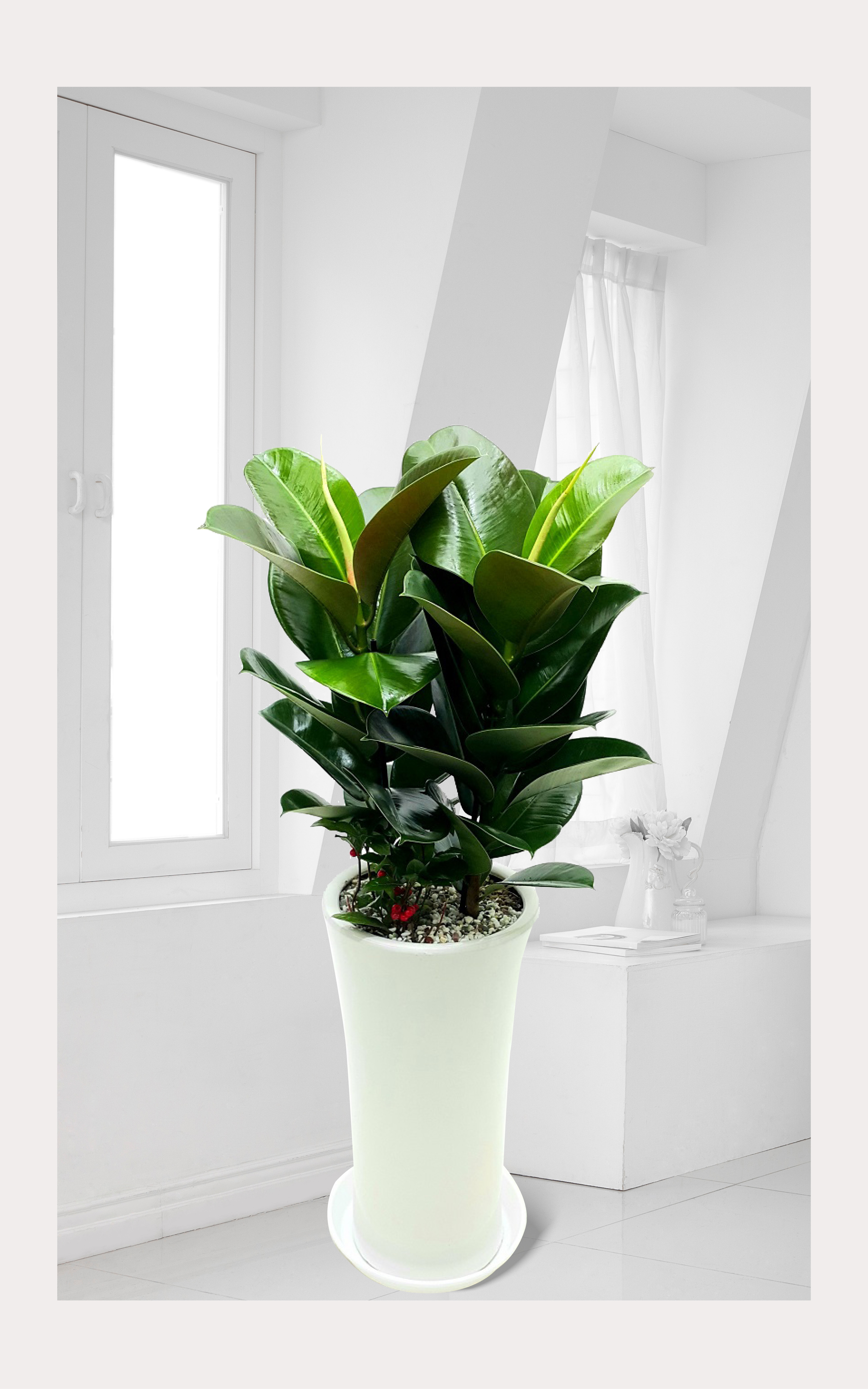 고무나무 대품 관엽 개업 이전 취임 승진 개업식 축하 화분 예도화환 전국 꽃배달 서비스