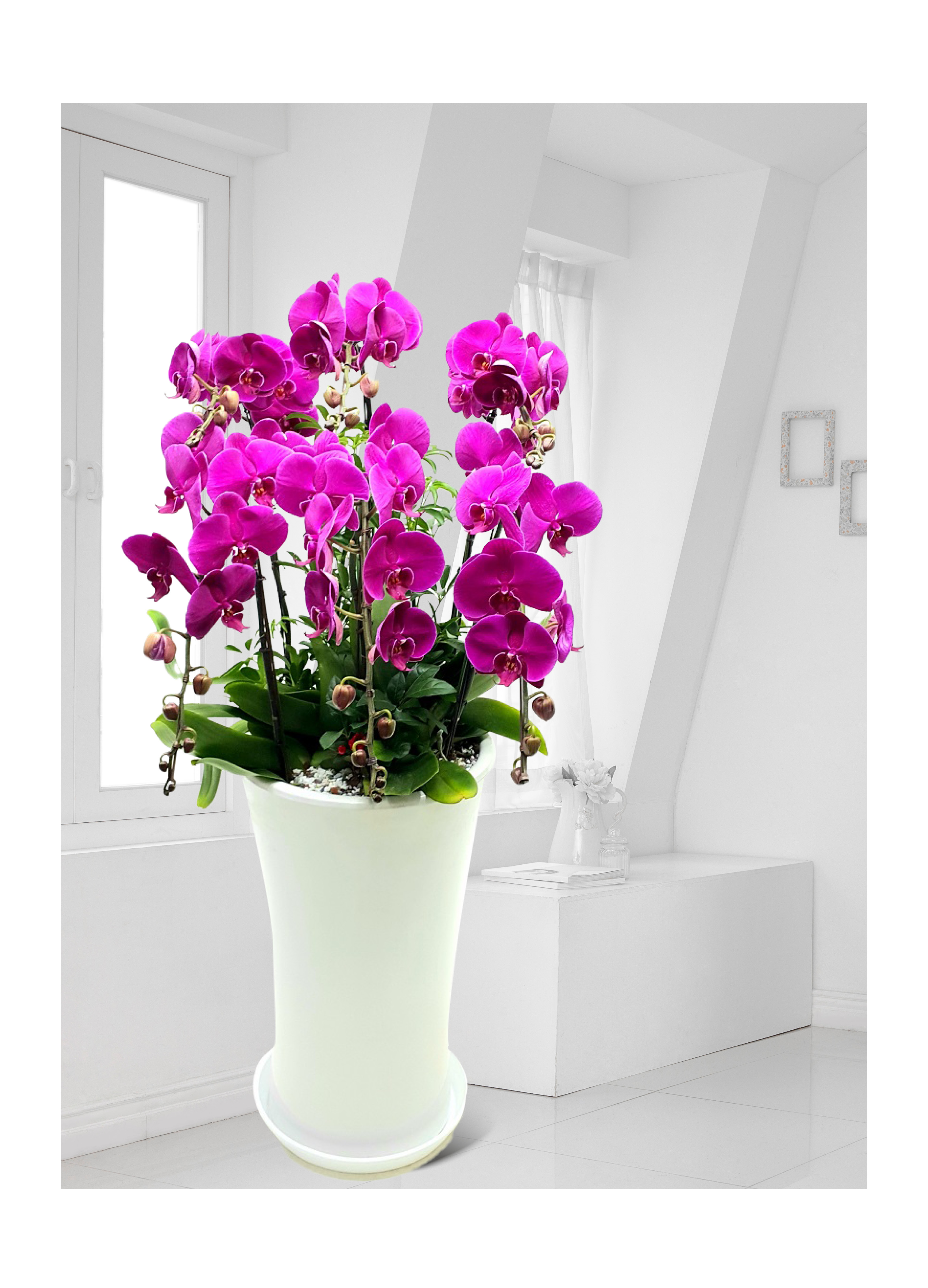 서양란 호접란 핑크계열 대 개업 이전 취임 승진 개업식 축하 화분 예도화환 전국 꽃배달