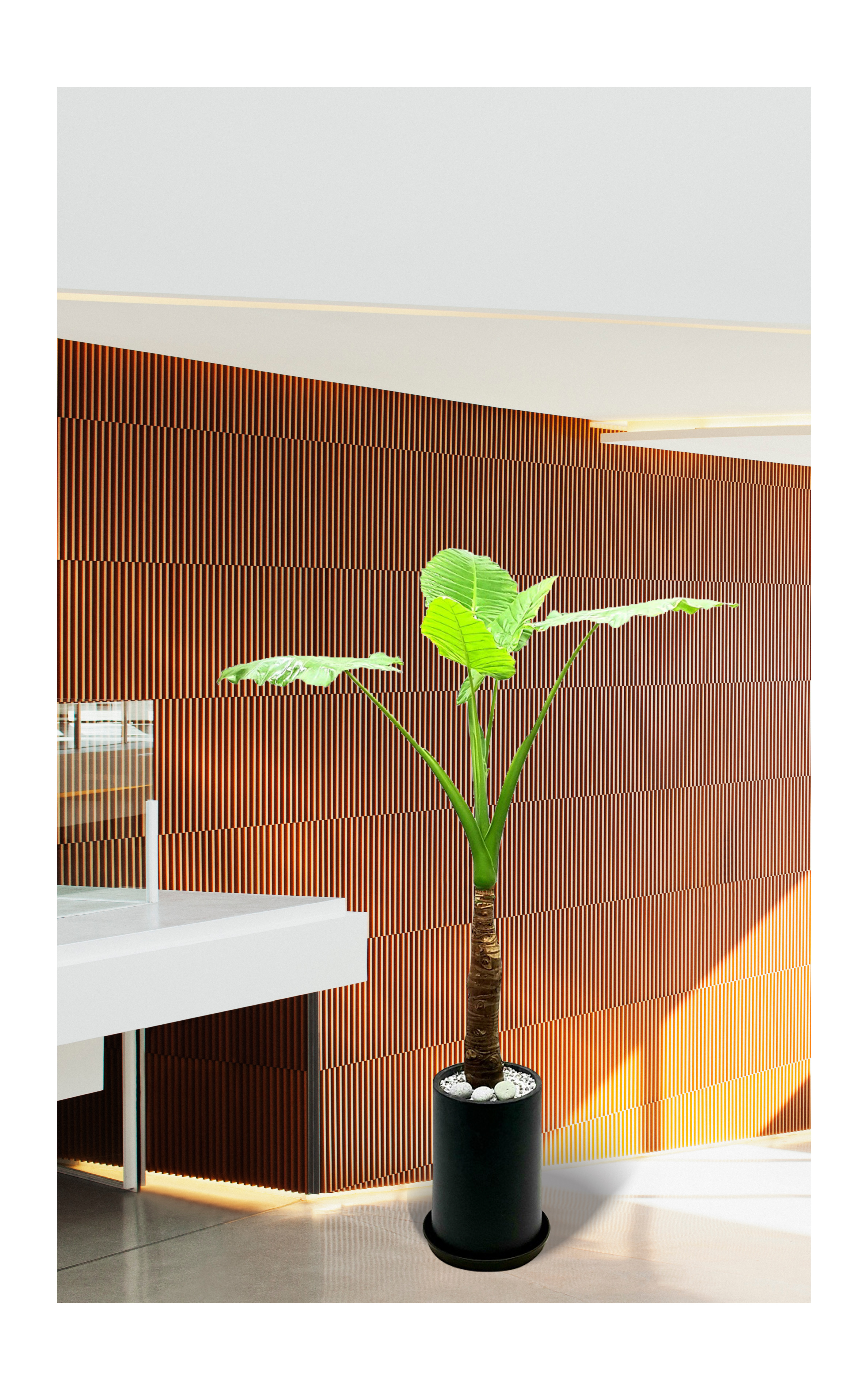 알로카시아 대품 관엽 개업 이전 취임 승진 개업식 축하 화분 화환 예도 전국 꽃배달 서비스