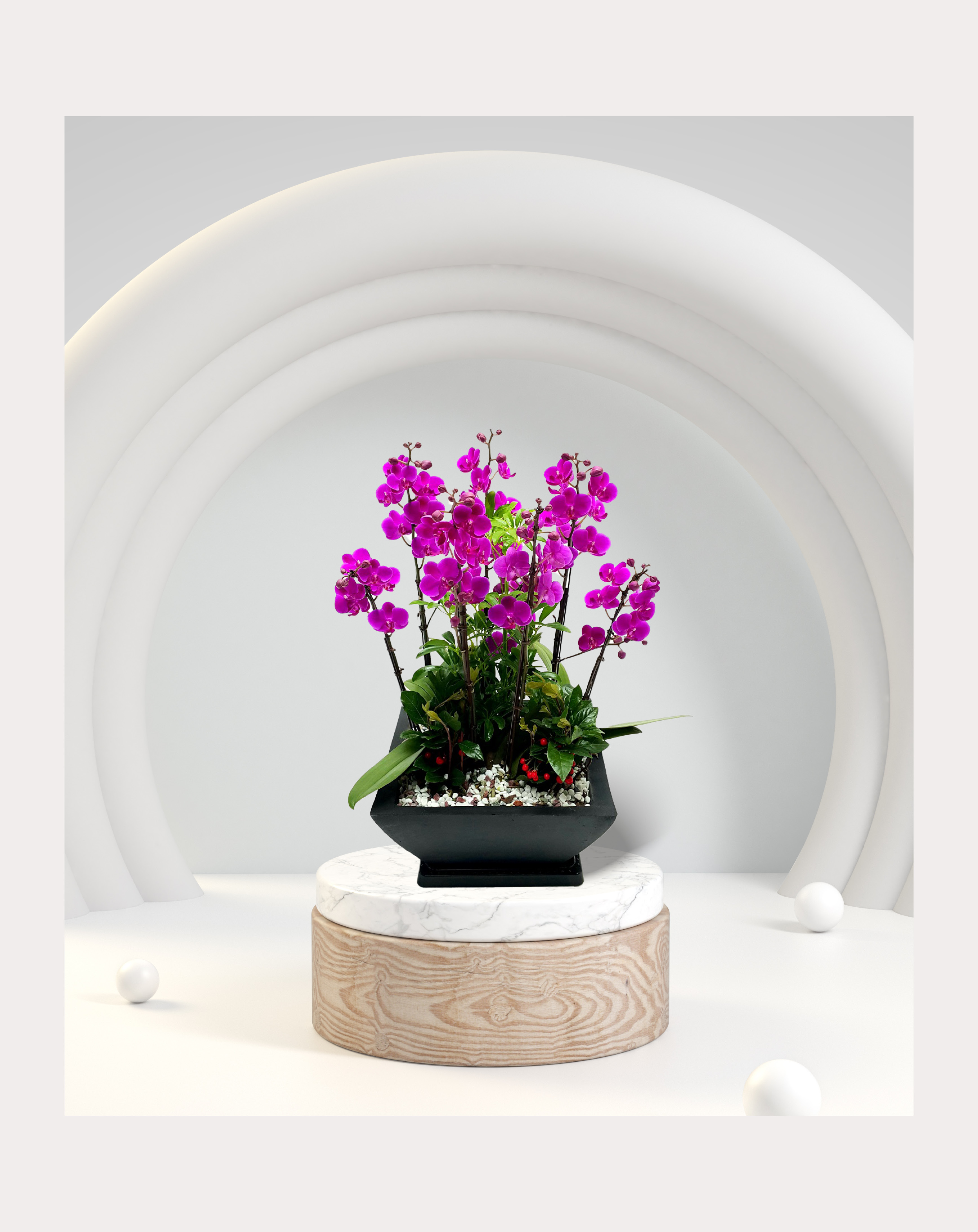 서양란 미니호접 분홍계열 개업 이전 취임 승진 개업식 축하 화분 예도화환 전국꽃배달서비스